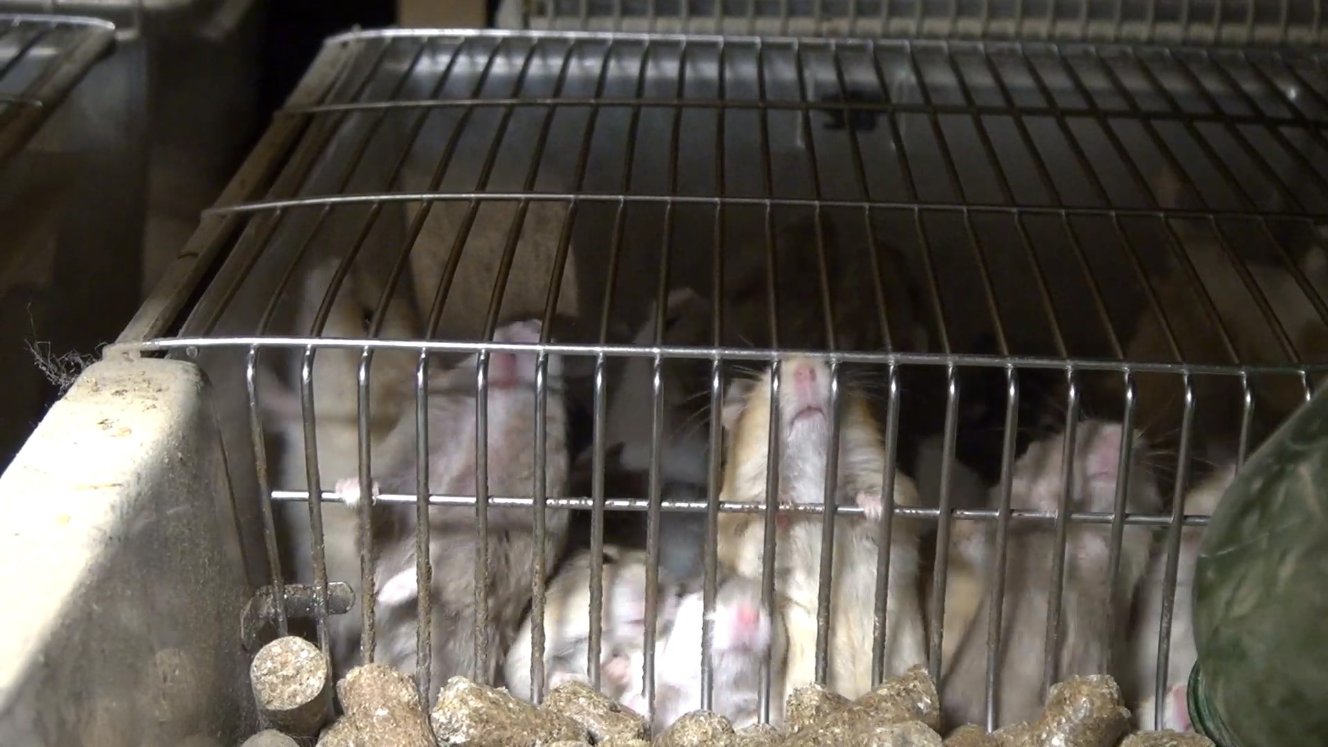 The Horrors of the Pet Trade – European Animal Breeders Exposed ...
