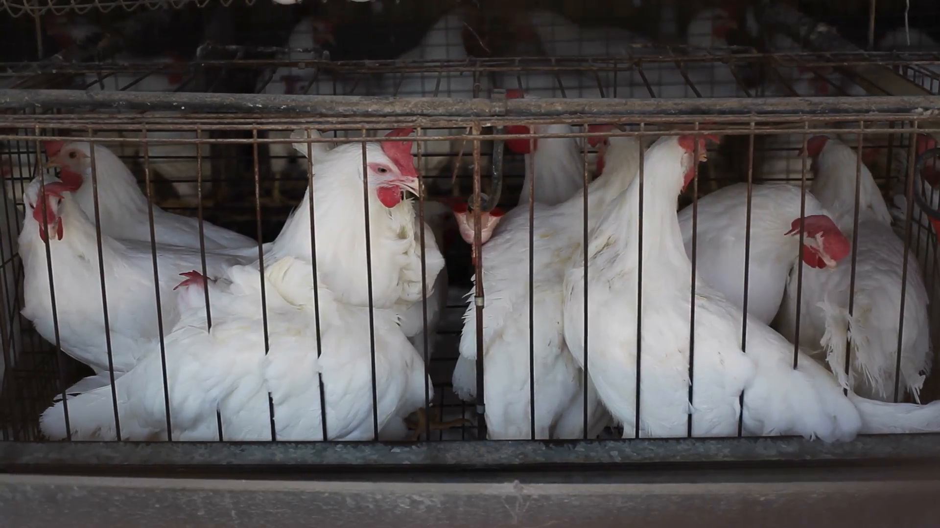 Chickens in crowded battery cages, animal rights, close up, shallow ...