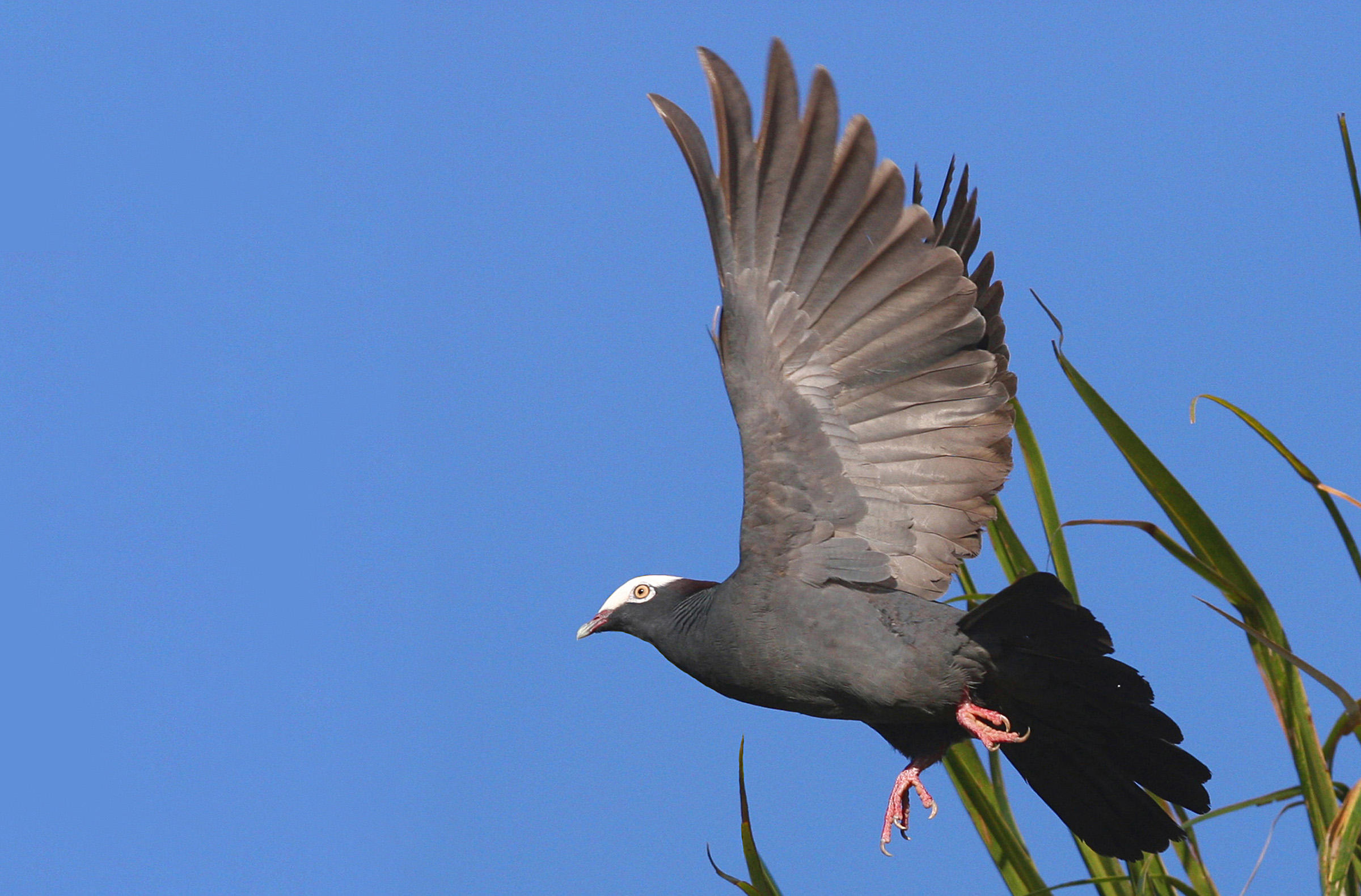 White-crowned Pigeon | Audubon Field Guide