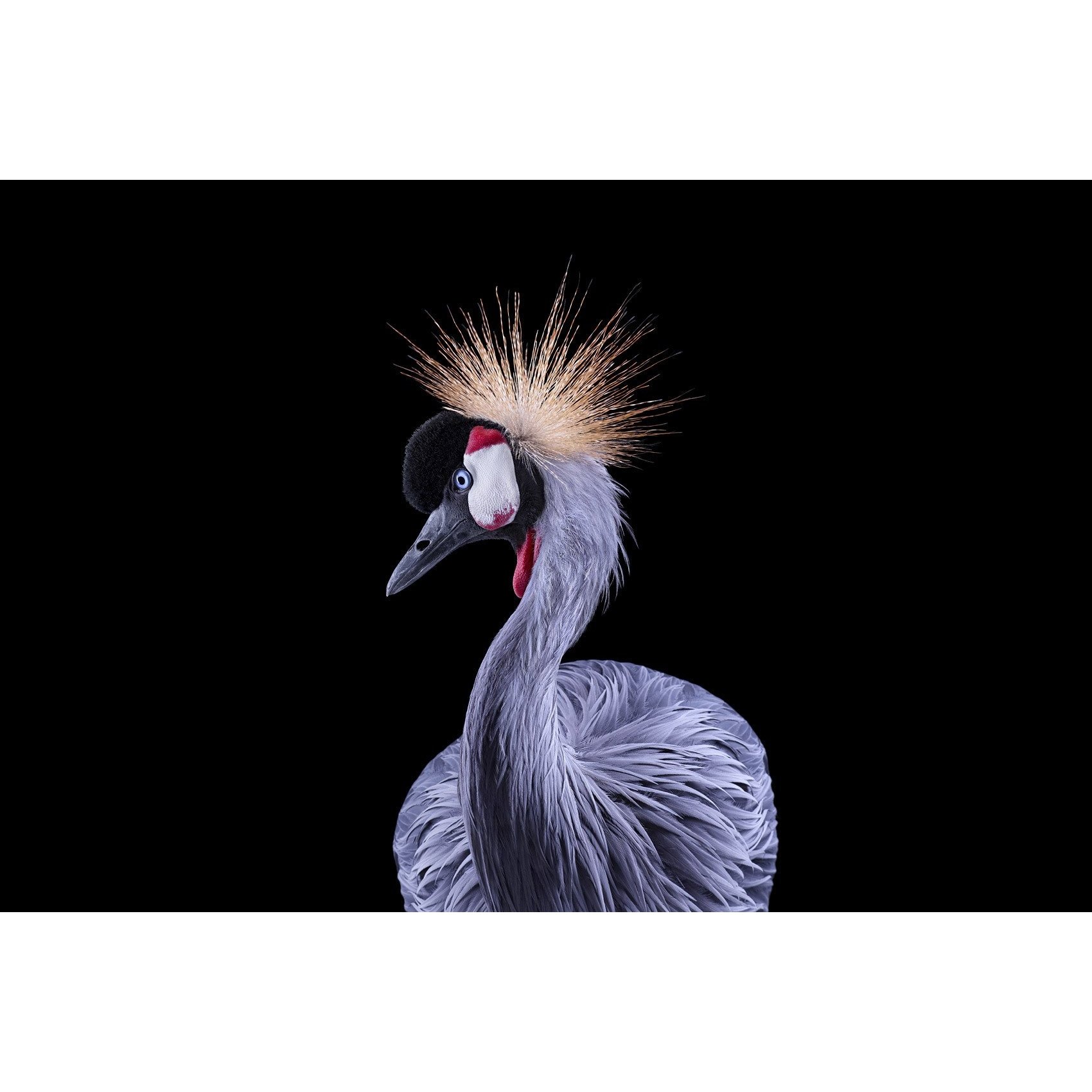 African Crowned Crane No.1 - Dupuis-design