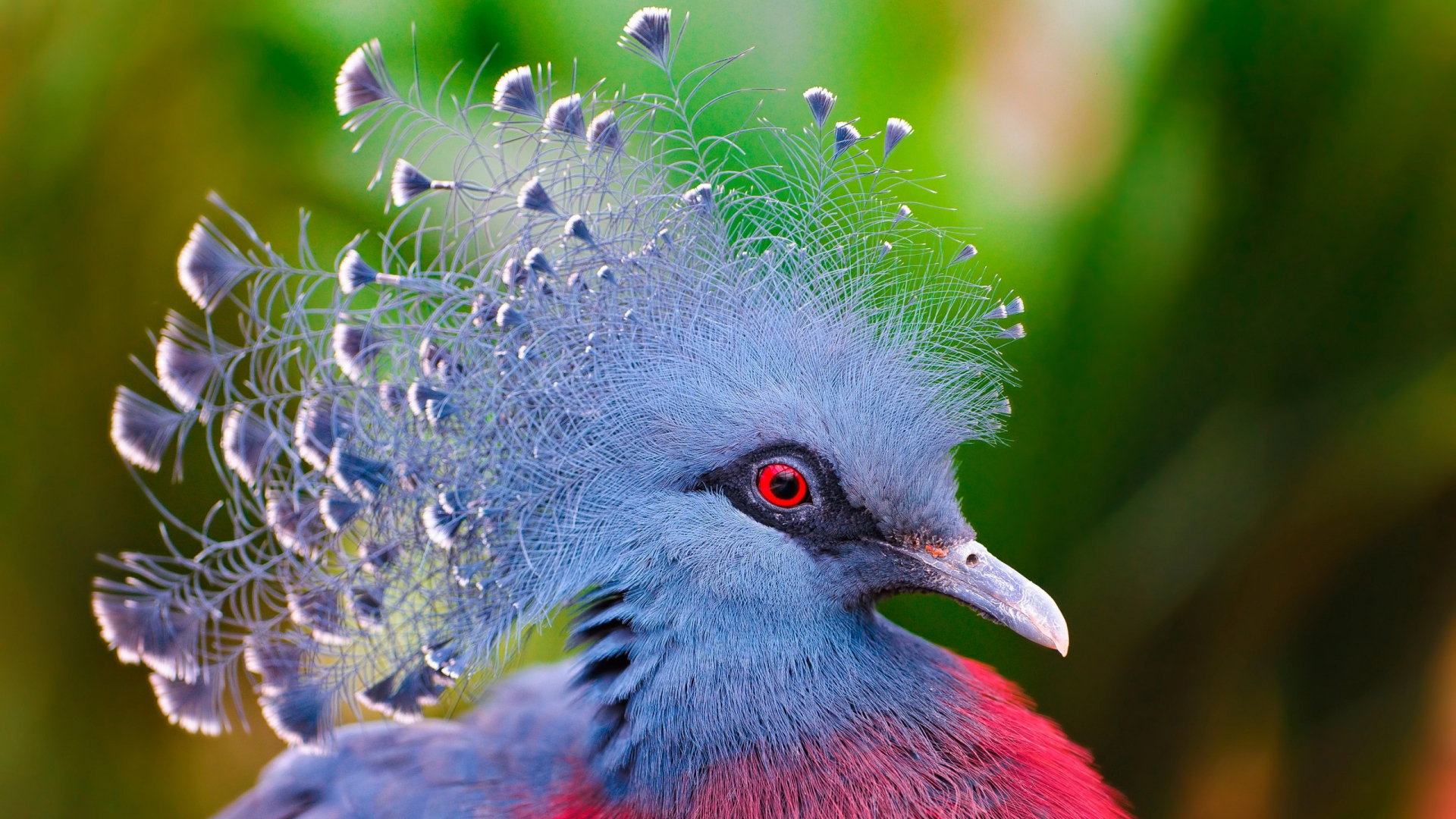 Download Wallpaper 1920x1080 crowned pigeon, bird, feathers ...