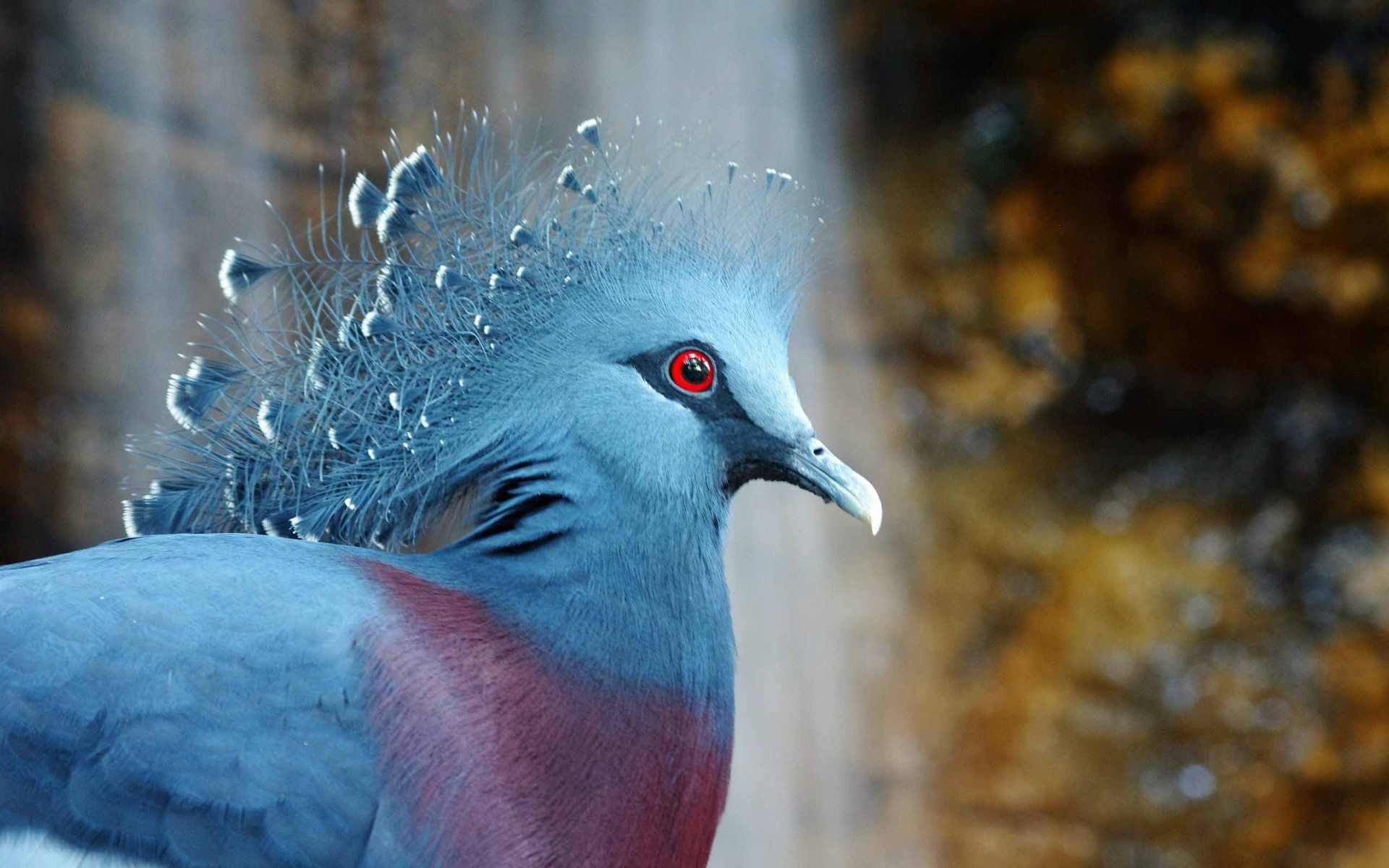 Bird Victoria Crowned Pigeon | HD Animals and Birds Wallpapers for ...