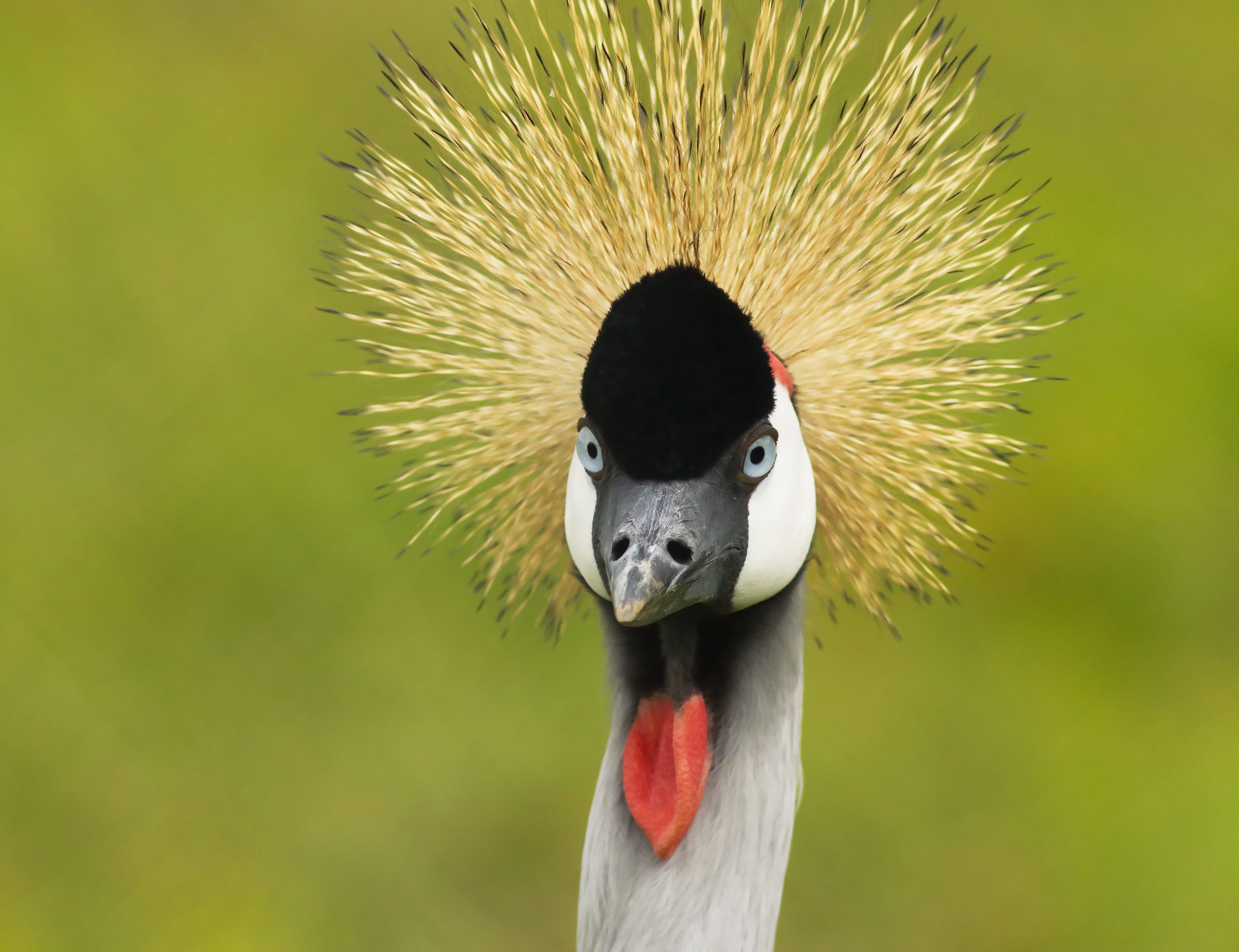Grey Crowned Crane - Fun Facts & Information For Kids - Folly Farm