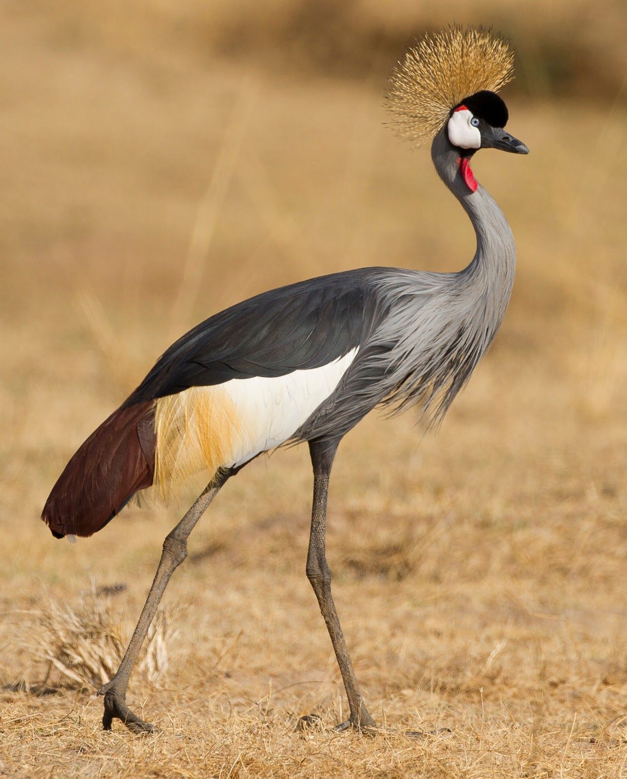 Crowned Crane | African Bird Facts & Pictures | Beauty Of Bird ...