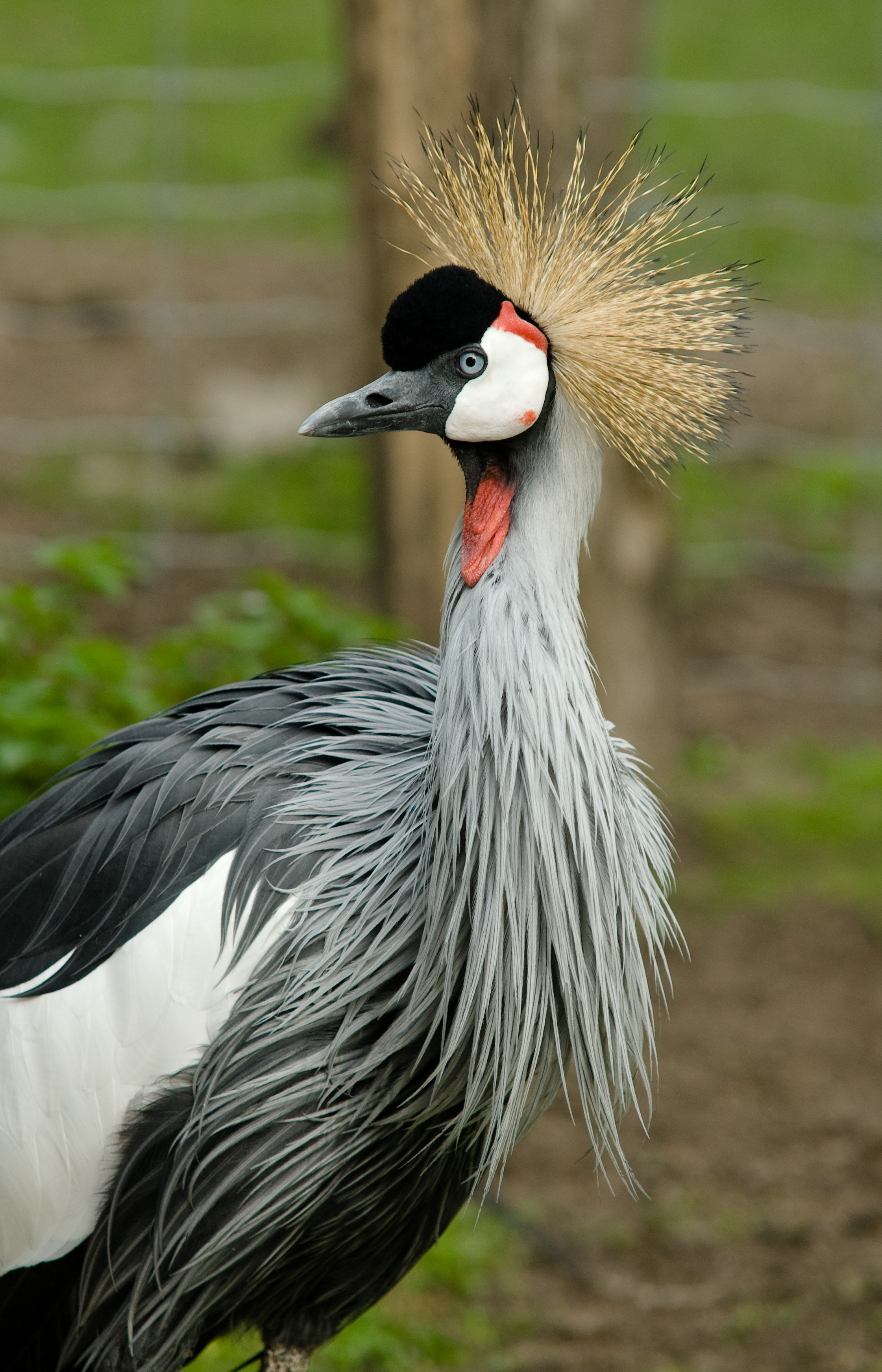 File:Grey Crowned Crane at Zoo Copenhagen.jpg - Wikimedia Commons