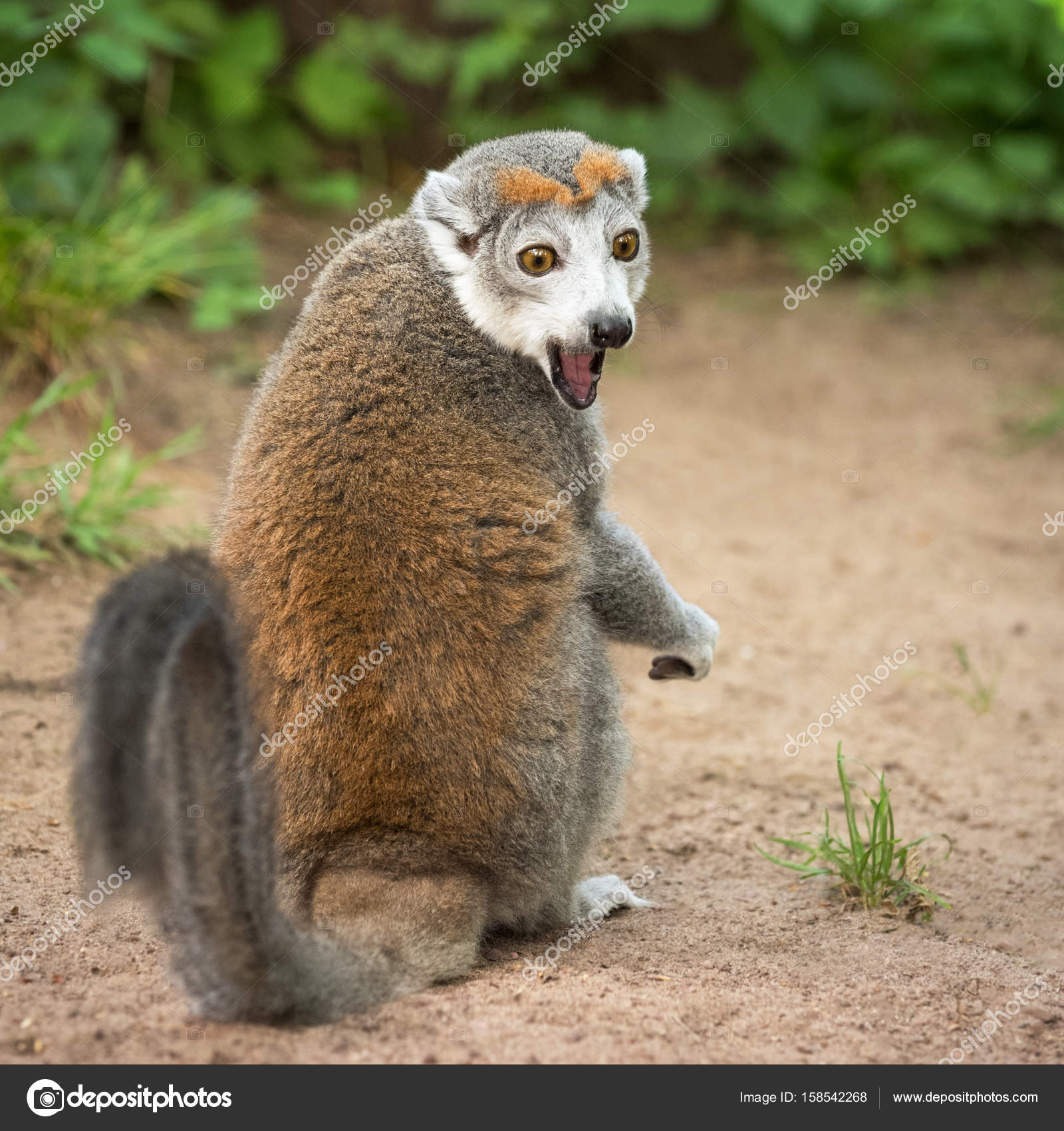 Portrait of an adult female crowned lemur (Eulemur coronatus ...