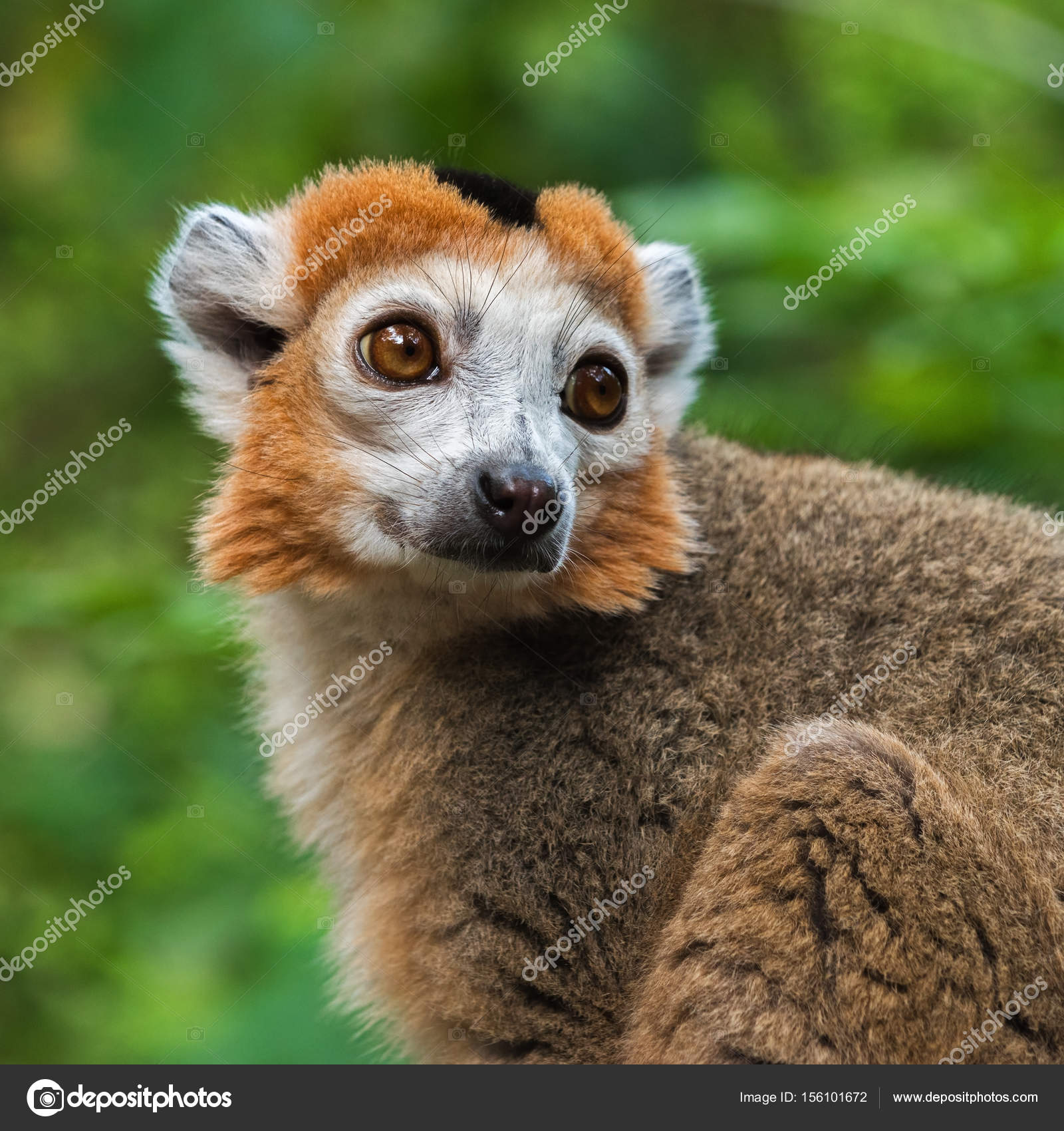 Portrait of an adult crowned lemur( Eulemur coronatus) — Stock Photo ...