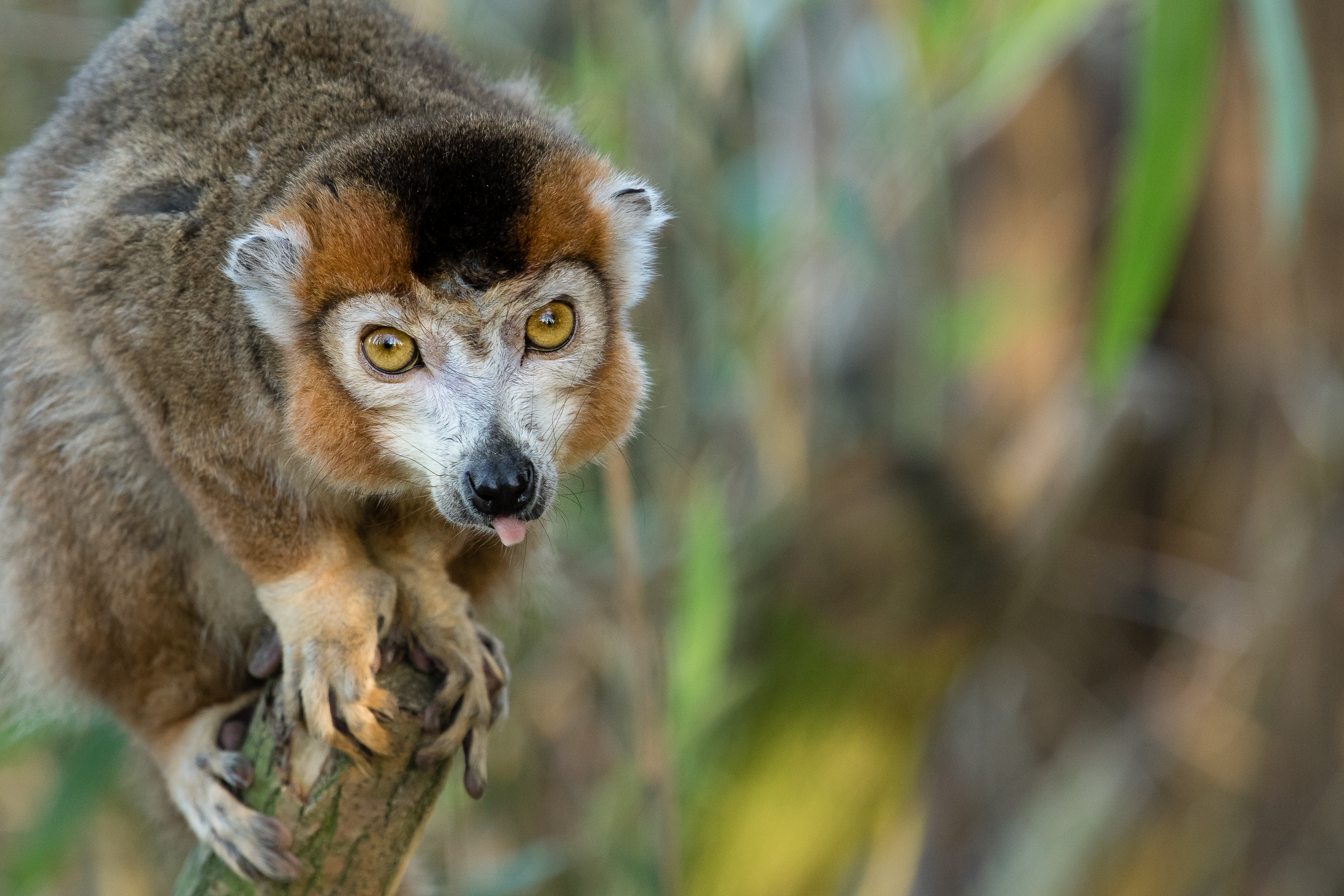Crowned lemur 2016-01-08-00776 photo