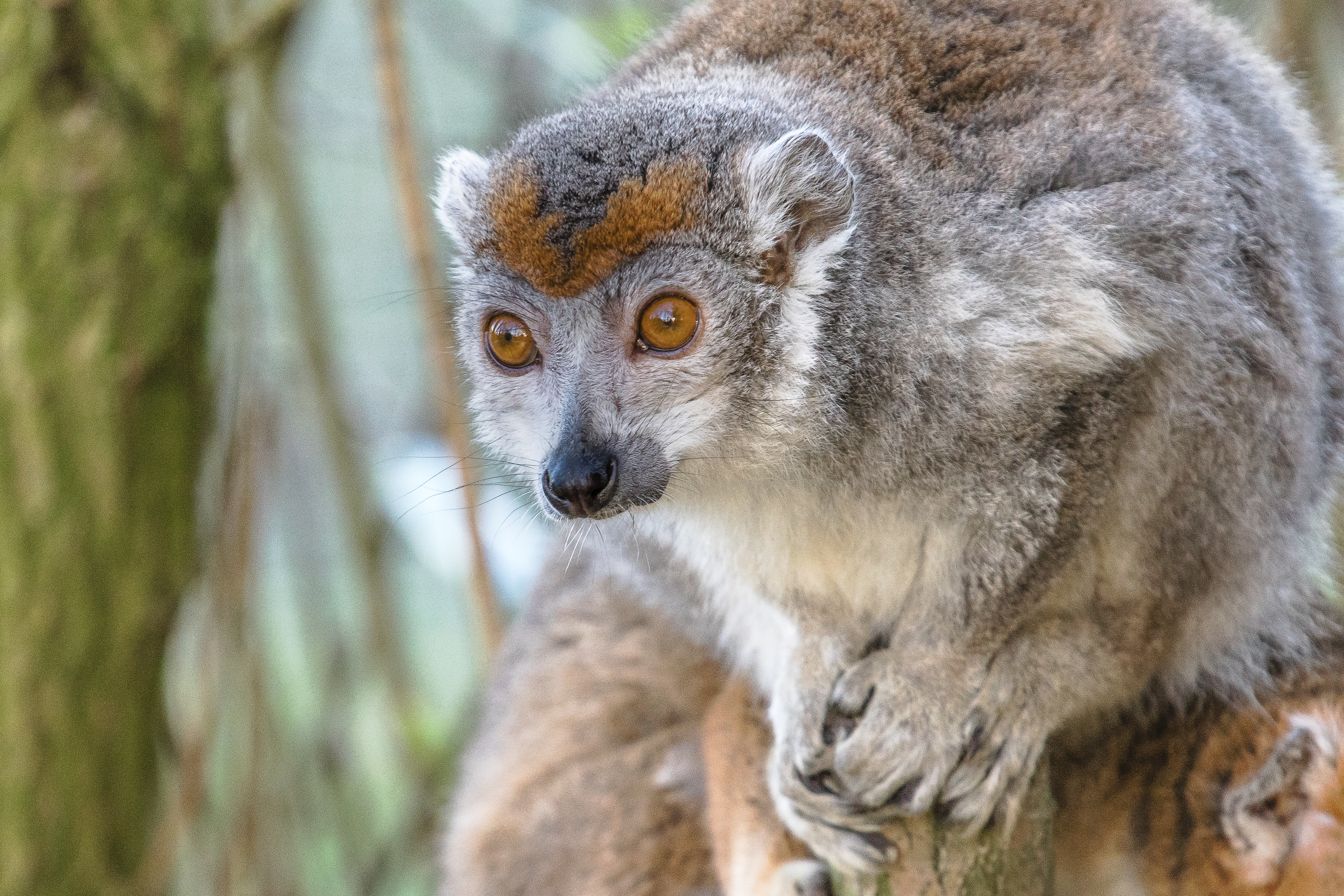 Crowned lemur 2016-01-08-00847 photo