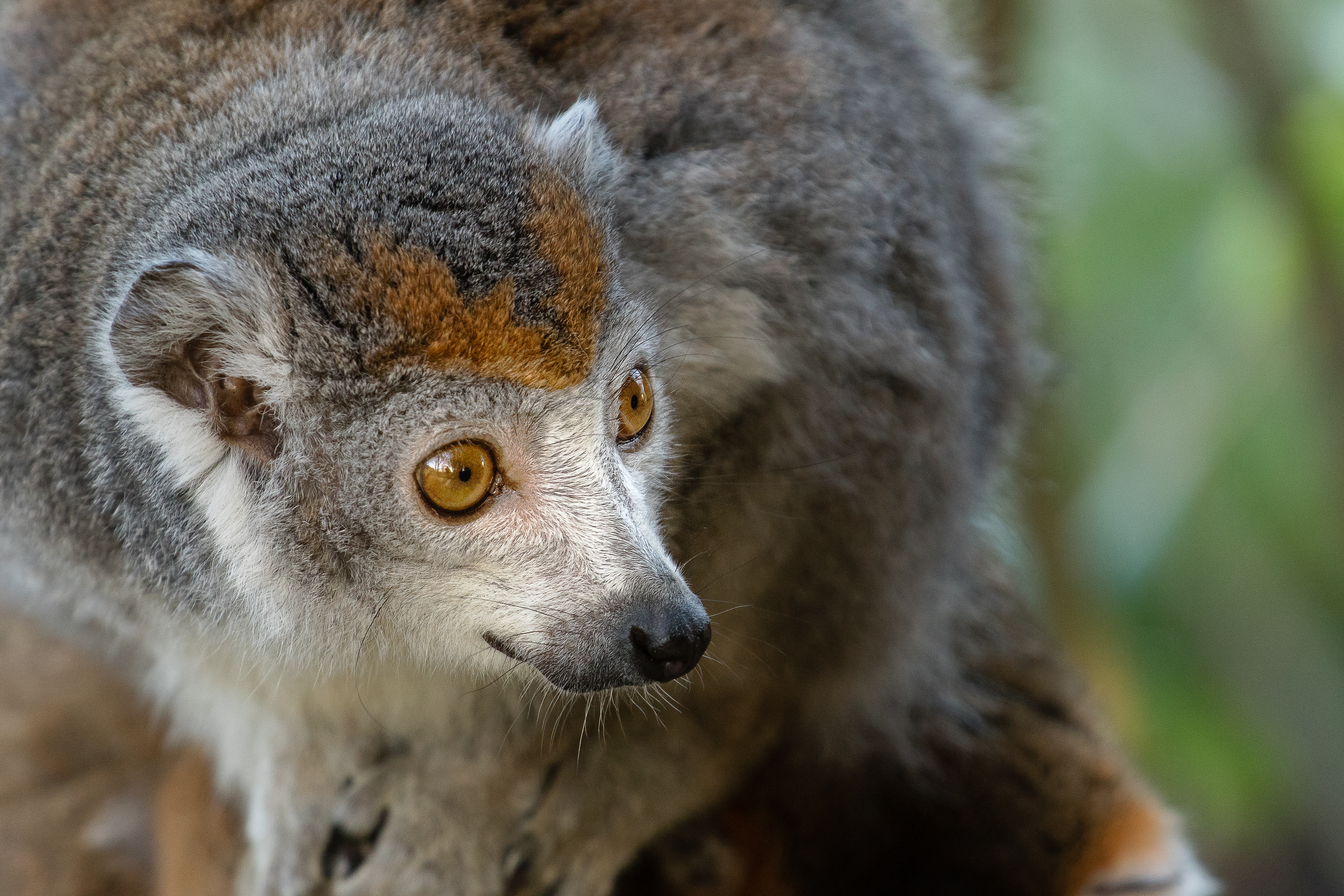 Crowned lemur 2016-01-08-00853 photo