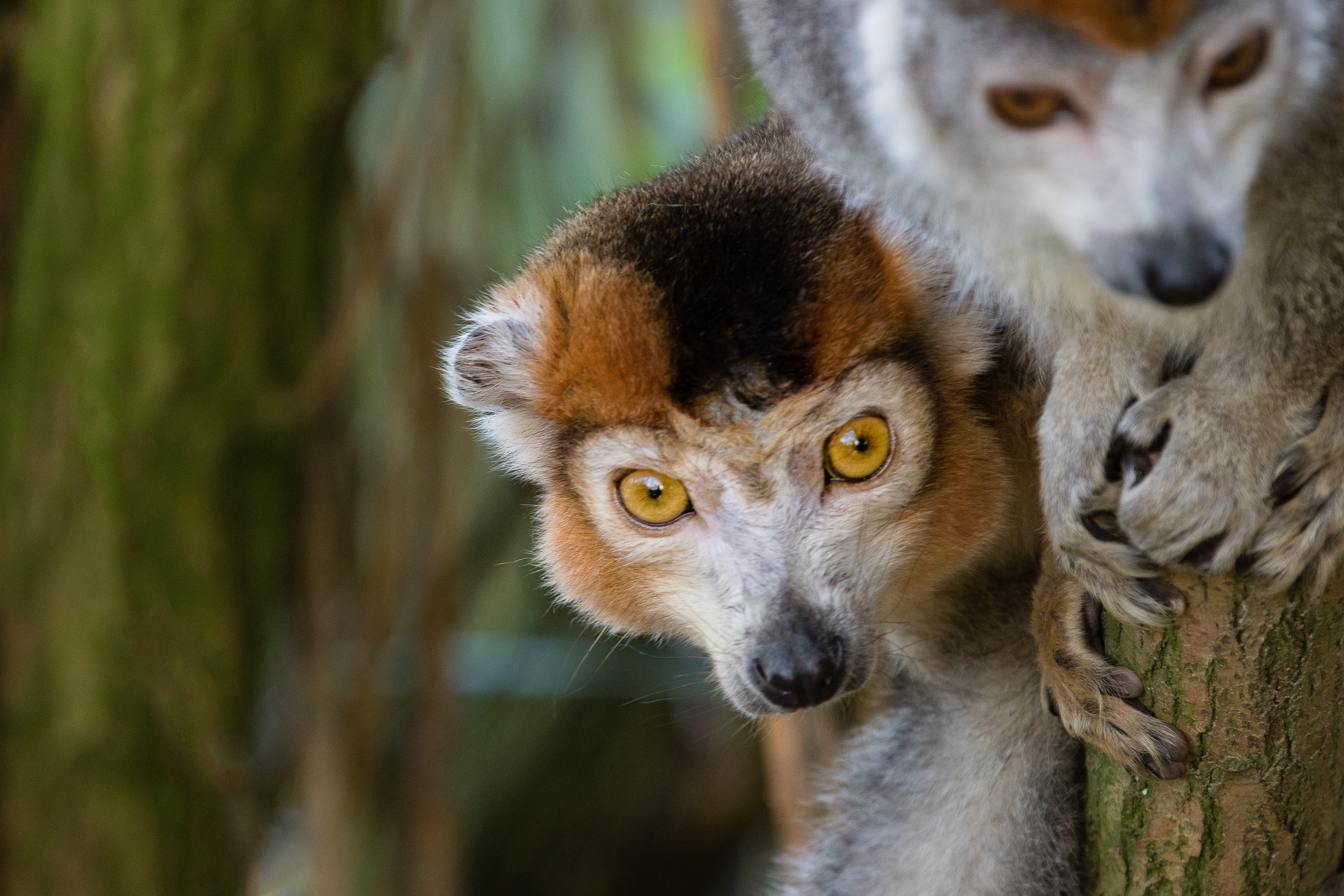 Crowned lemur 2016-01-08-00856 photo