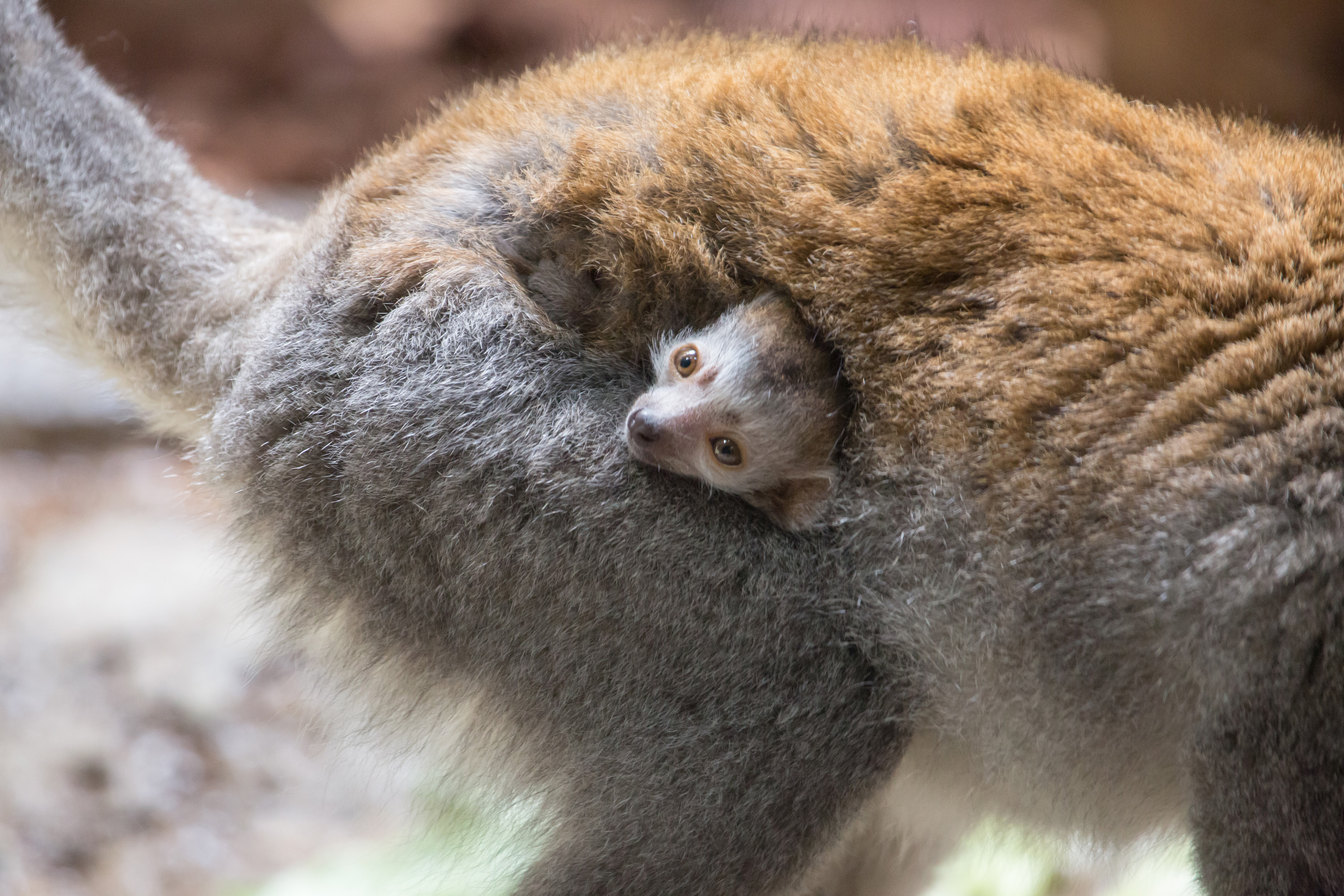 Endangered Crown Lemur Born at Lincoln Park Zoo - Animal Fact Guide