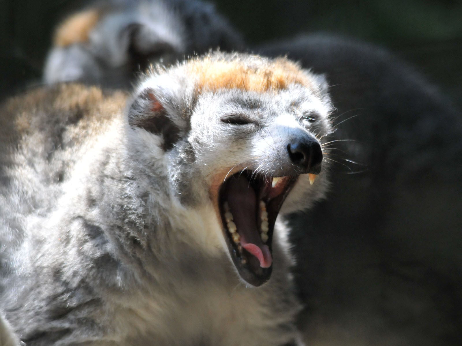 The Online Zoo - Crowned Lemur