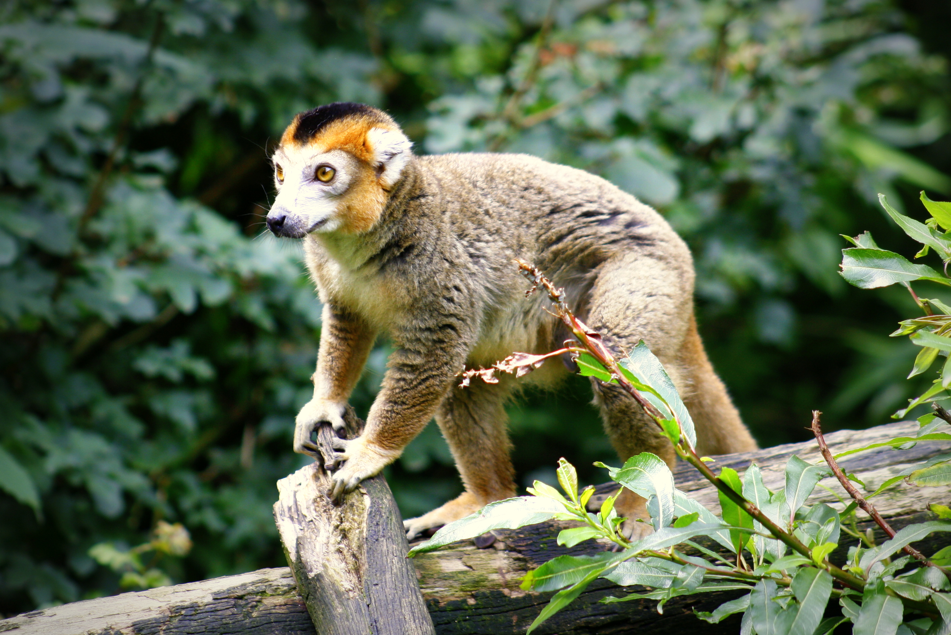 Crowned lemur - Wikiwand