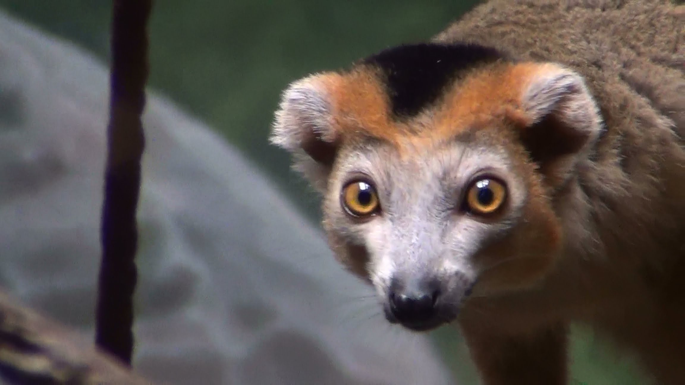 Baby Collared Lemurs & New Crowned Lemurs! | The Bronx Zoo | August ...
