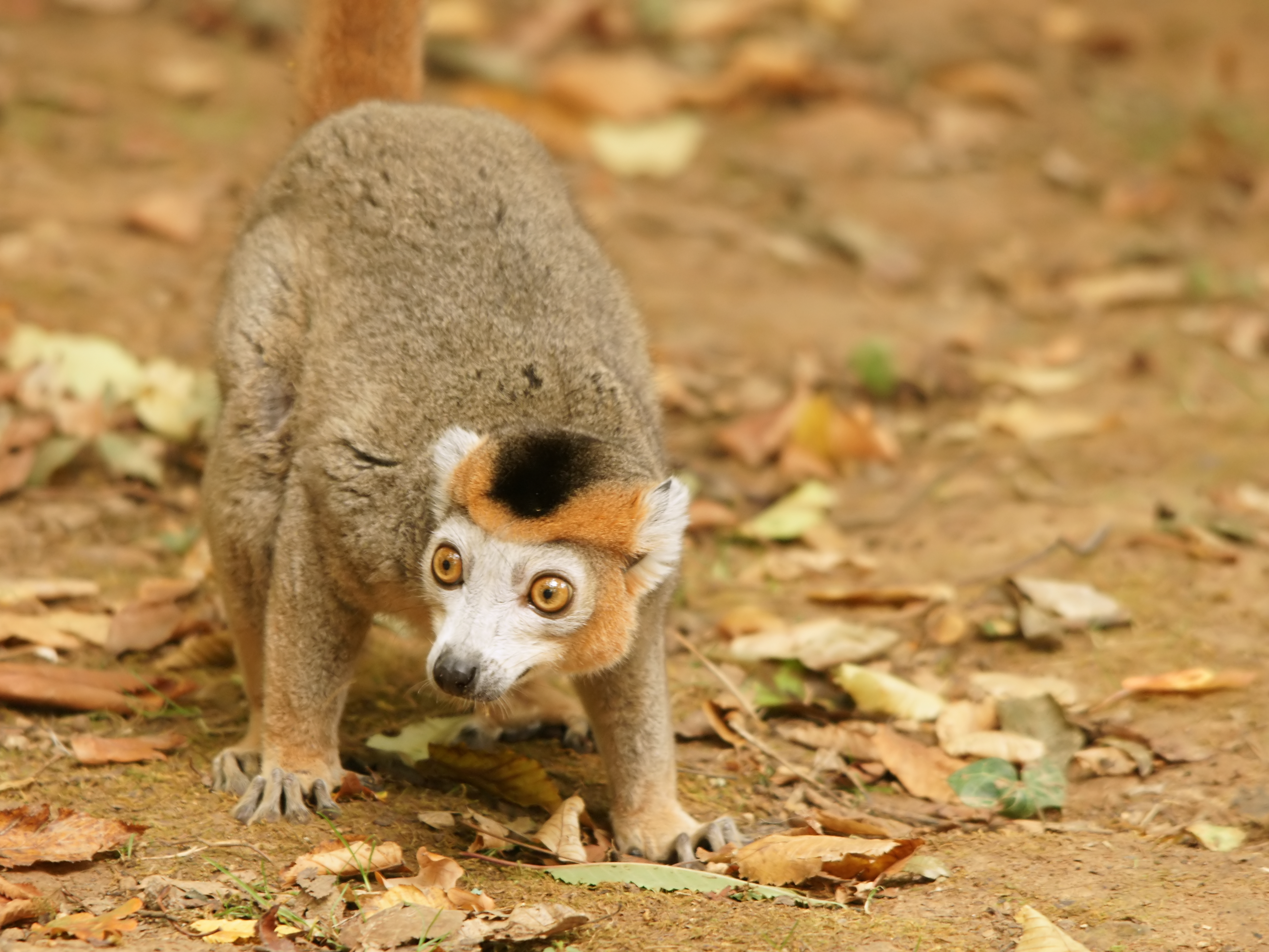 Crowned lemur - Wikipedia