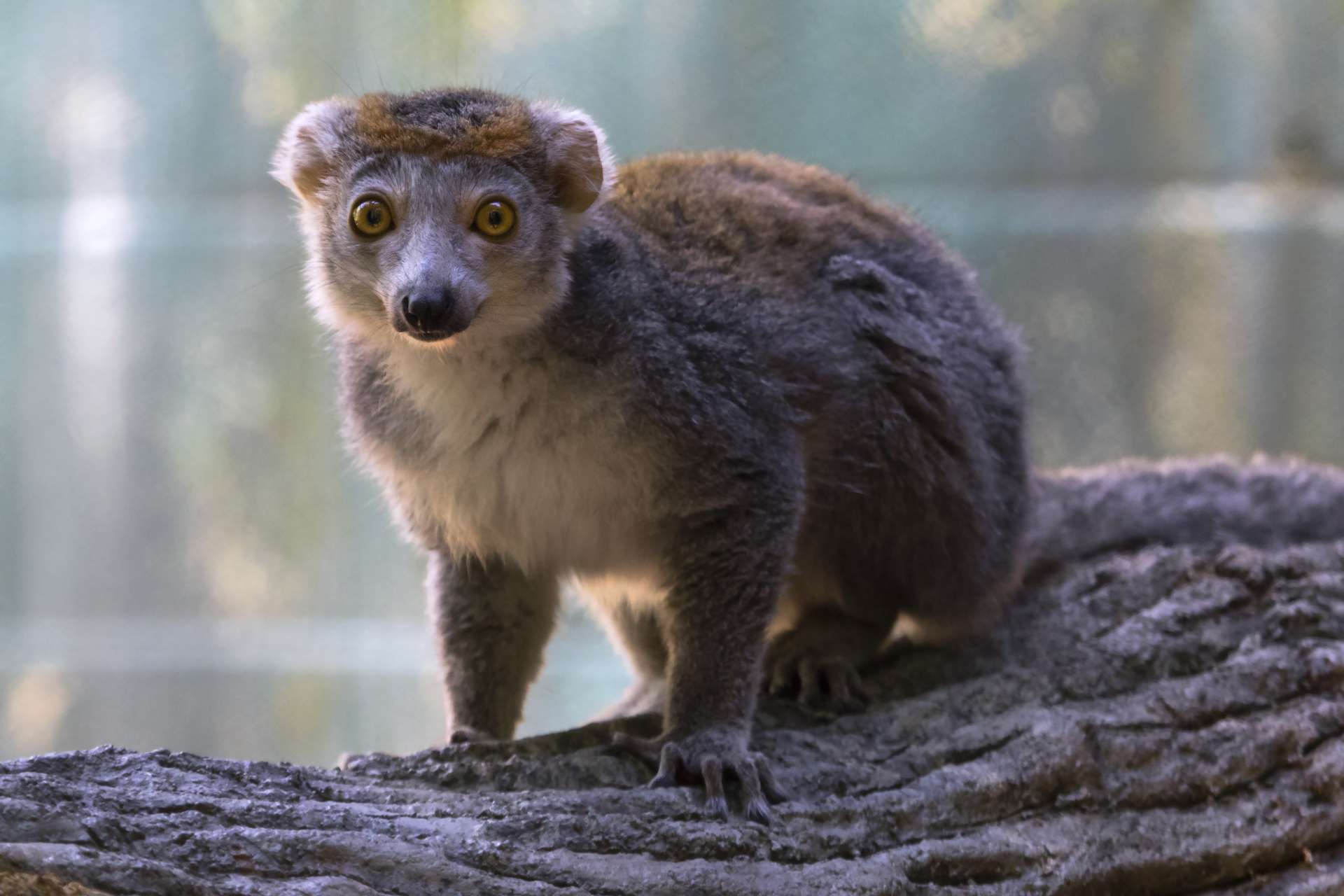 Zoo welcomes two new crowned lemurs - Zoo Atlanta