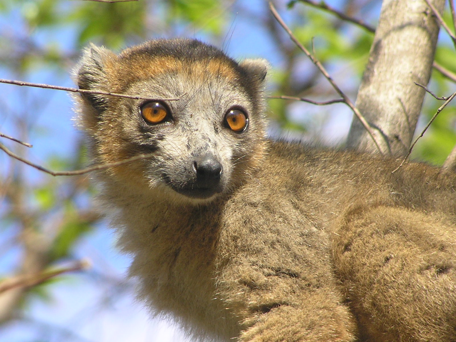 Crowned Lemur | Creatures of the World Wikia | FANDOM powered by Wikia