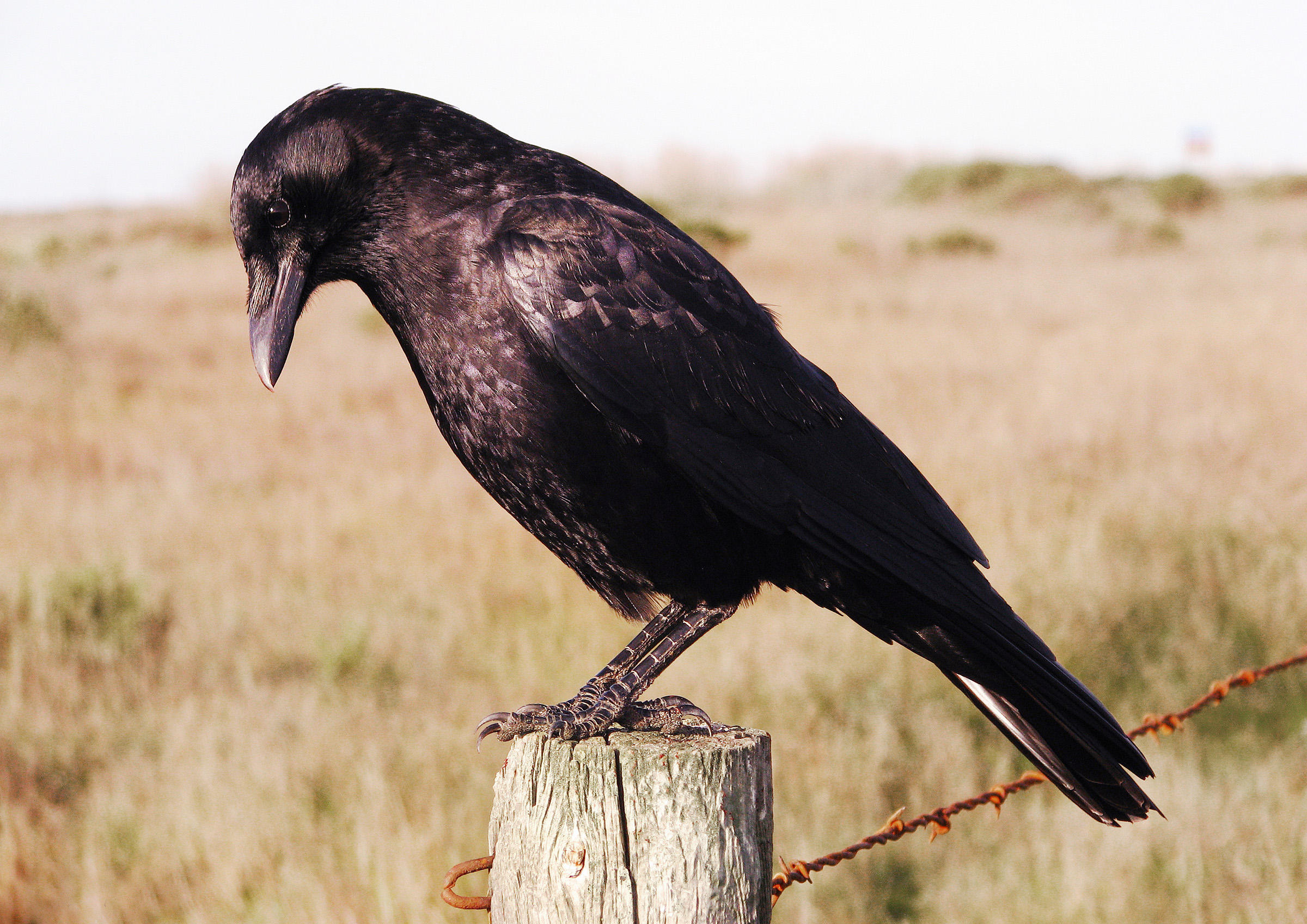 American Crow | Audubon Field Guide