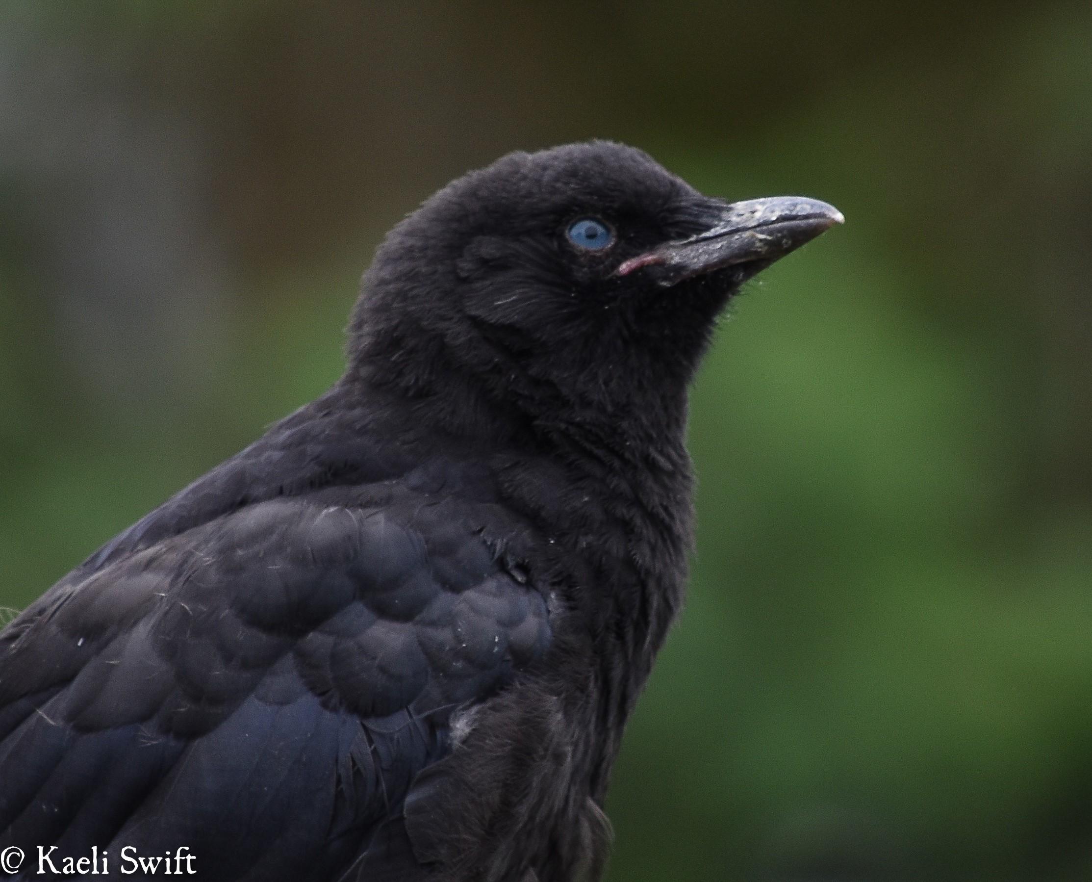 Blue eyes, caramel wings and other crazy facts about crows | KUOW ...