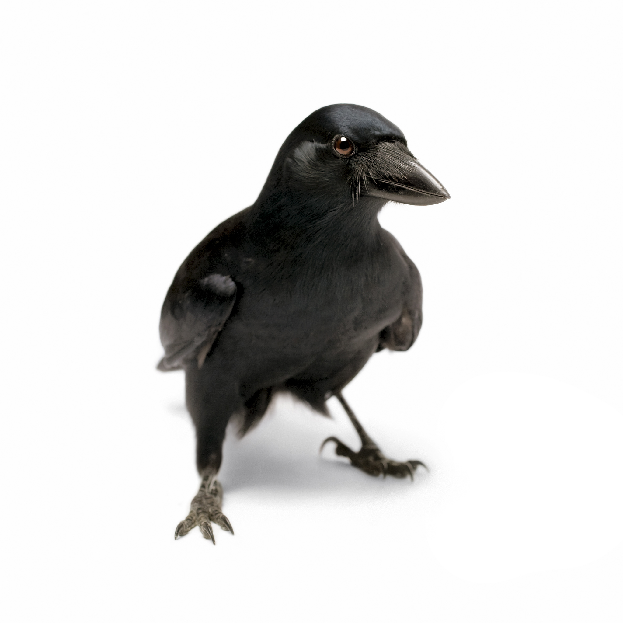 Researcher Explains How Crows Solved a Challenge From 
