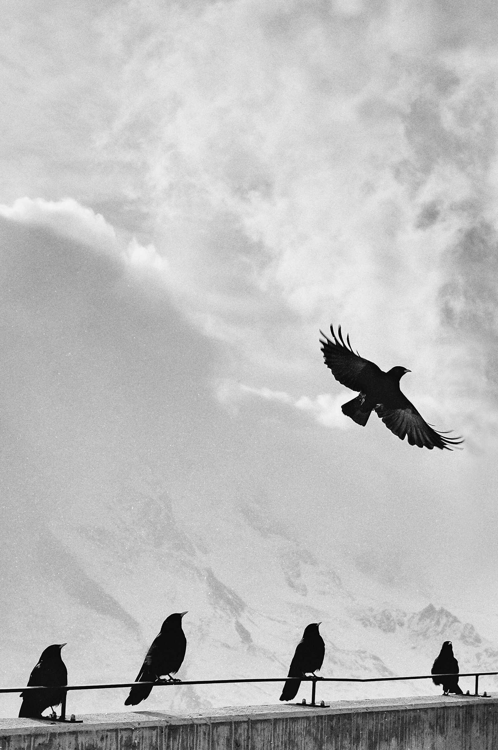 Crows at high Altitude, Altitude, Bird, Black, Cold, HQ Photo