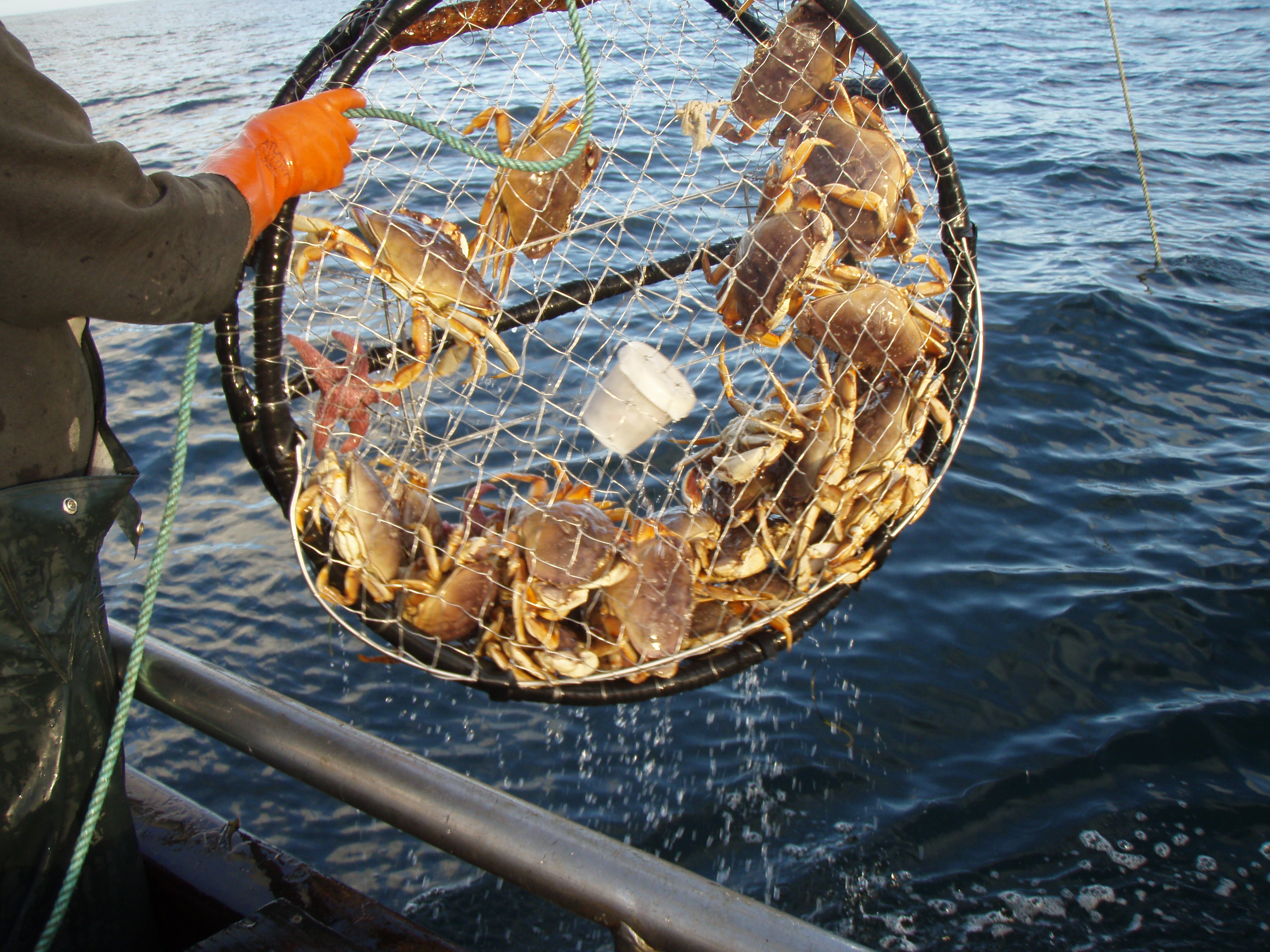 California Dungeness Crab Season to Open Nov. 1 | CDFW News