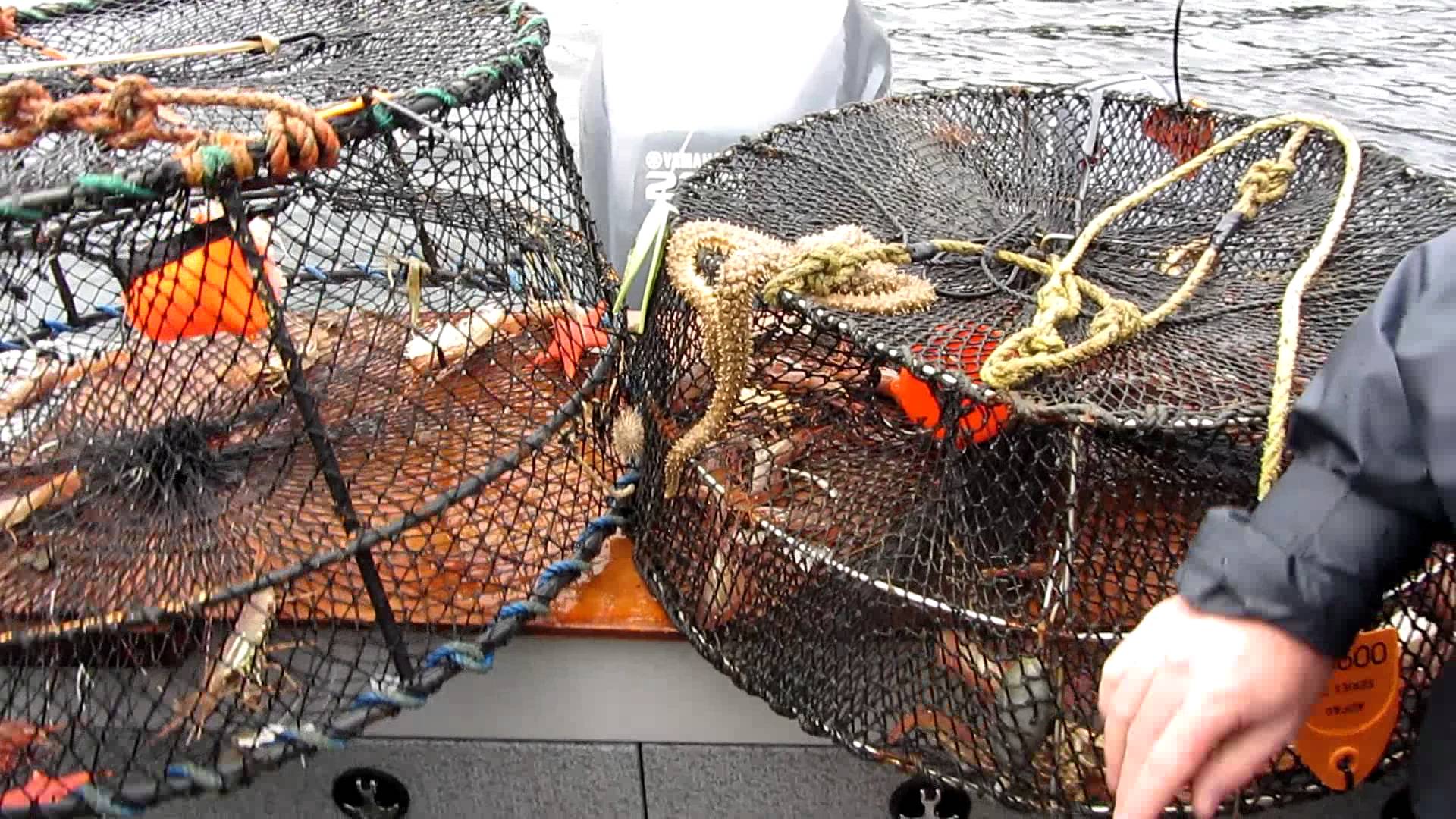 Southeast Alaska - hauling a shrimp pot in Ketchikan - YouTube