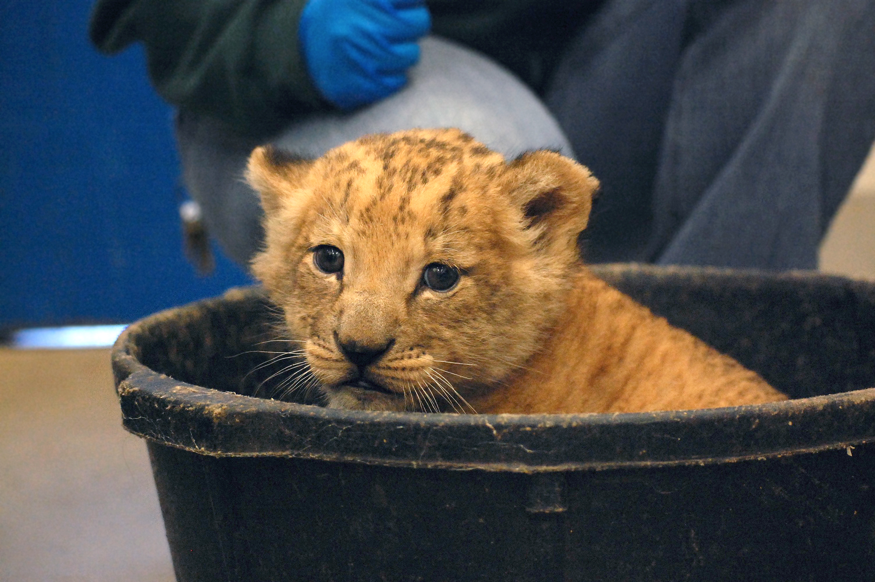 Lion Cub Naming Contest - Virginia Zoo in Norfolk