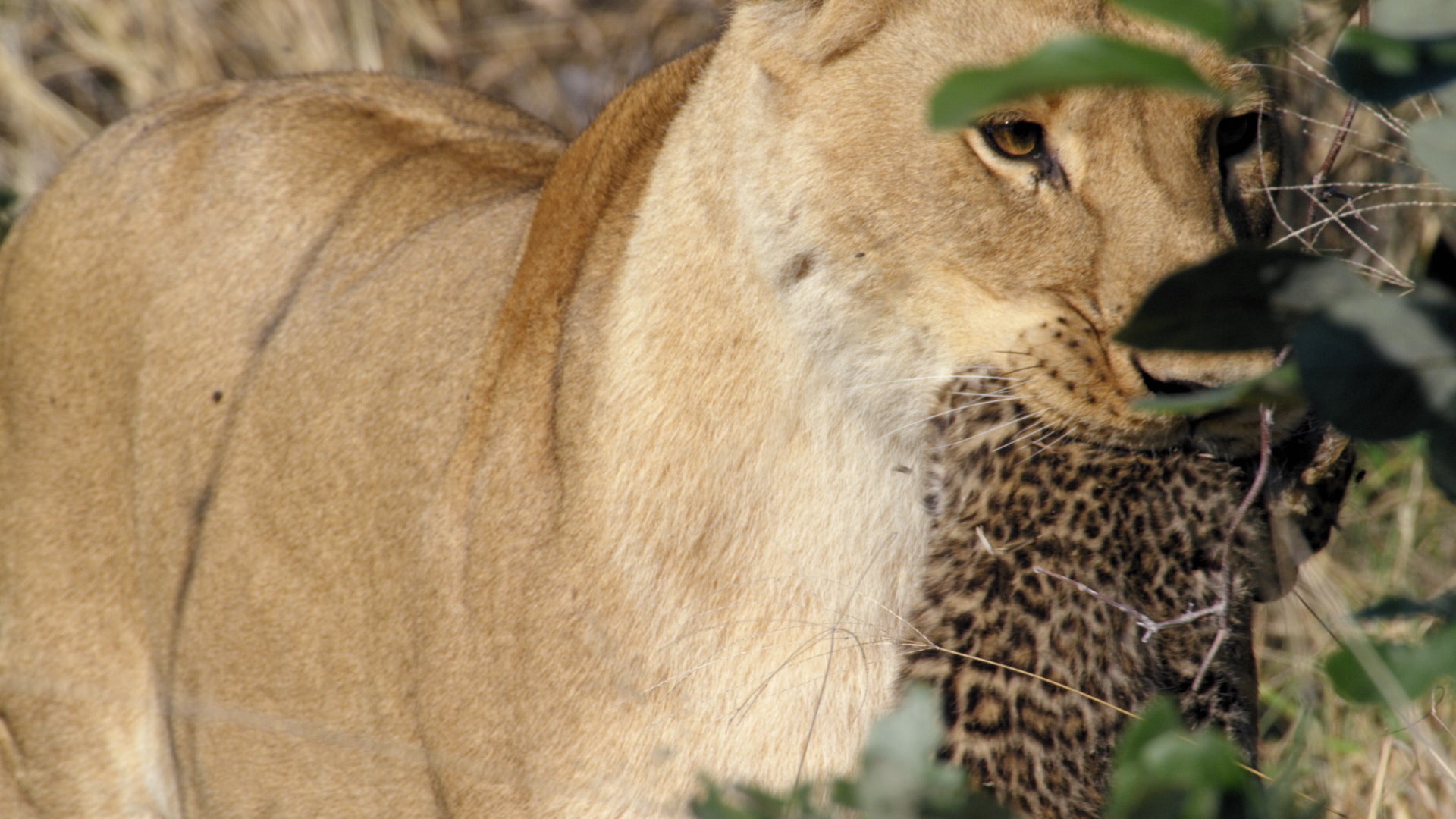 Death of a Leopard Cub: Behind the Scenes - Savage Kingdom Video ...
