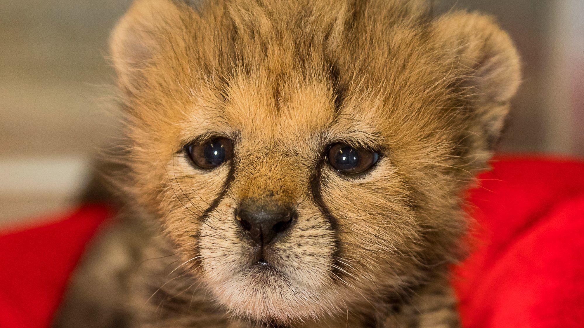 Cheetah cub brings new energy to San Diego Zoo - The San Diego Union ...