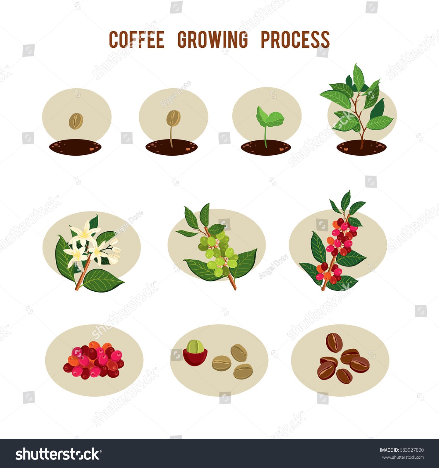 Plant seed germination stages. Process of planting and growing a ...