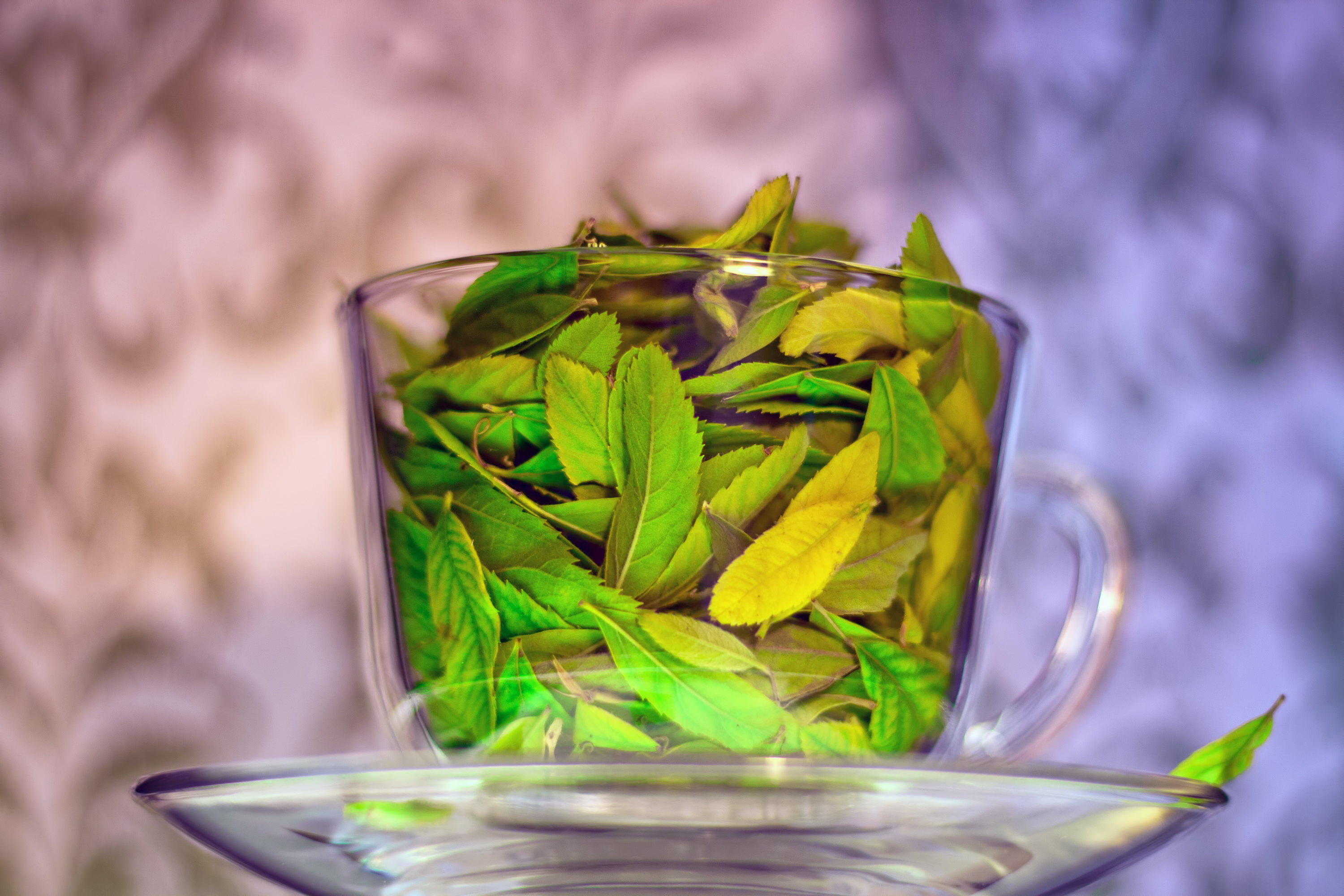 Cup with leaves photo