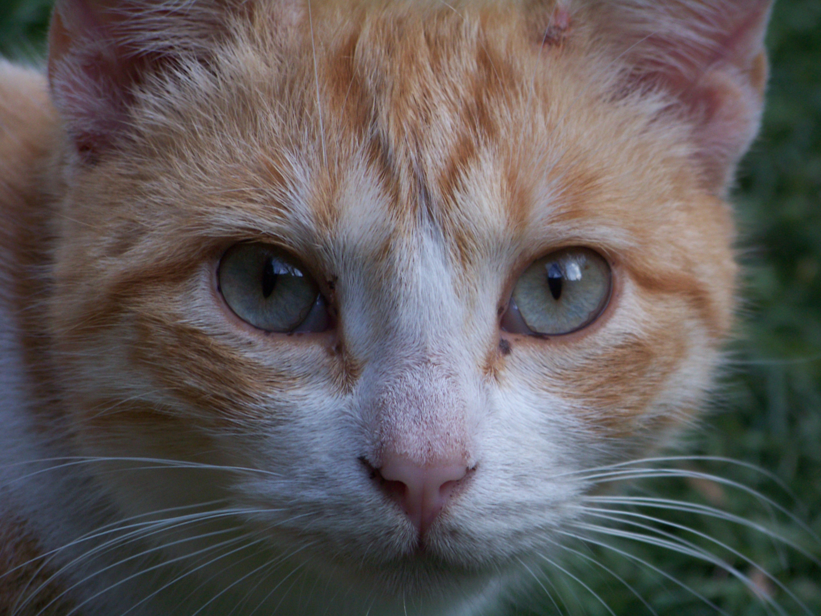 Curiosity, Animal, Cat, Closeup, Curious, HQ Photo