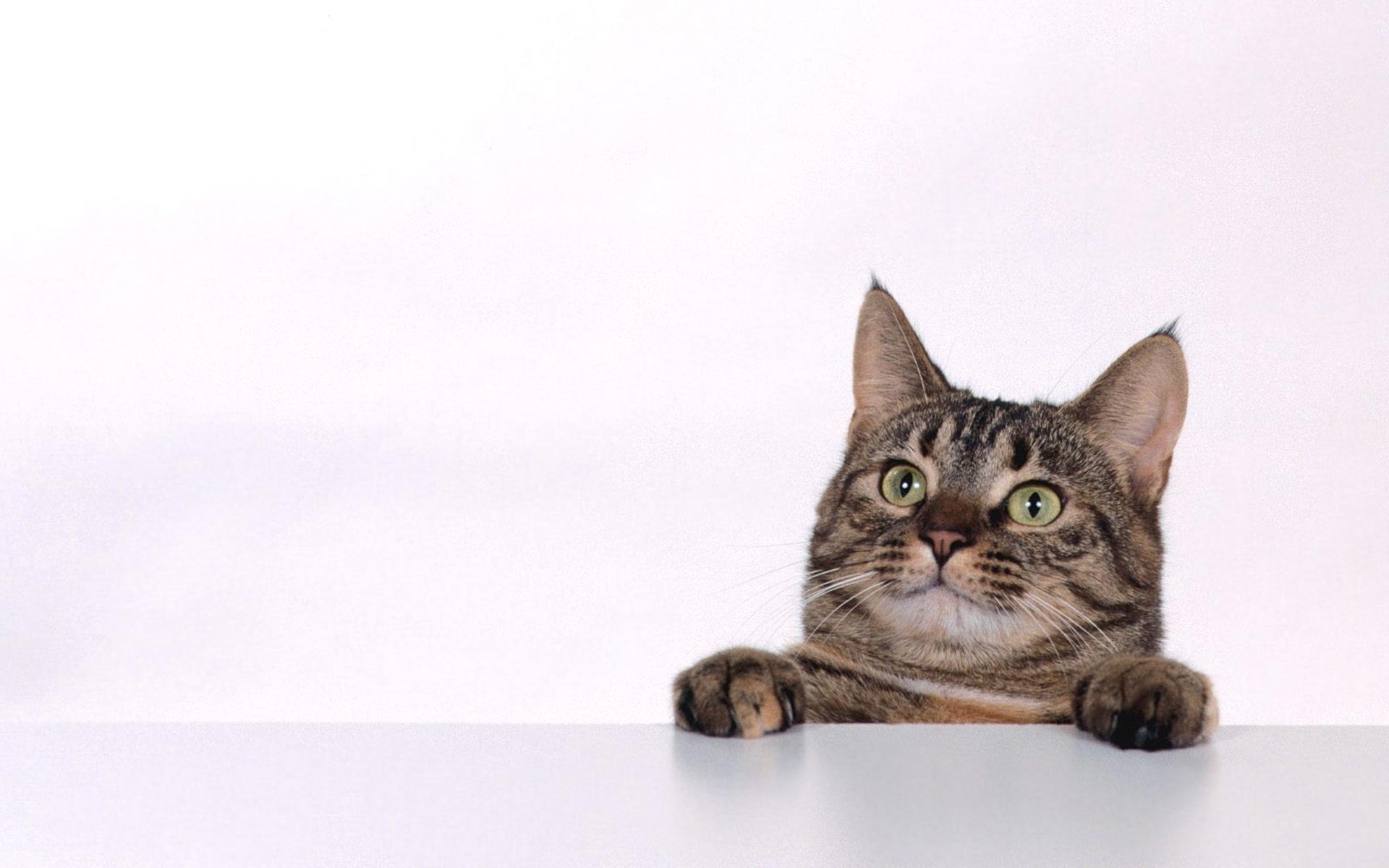 Curious, cat - WallpapersPics