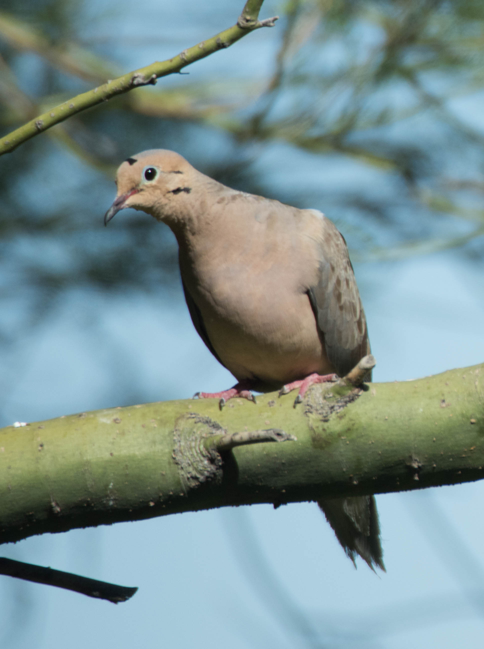 Curious Mourning Dove in tree