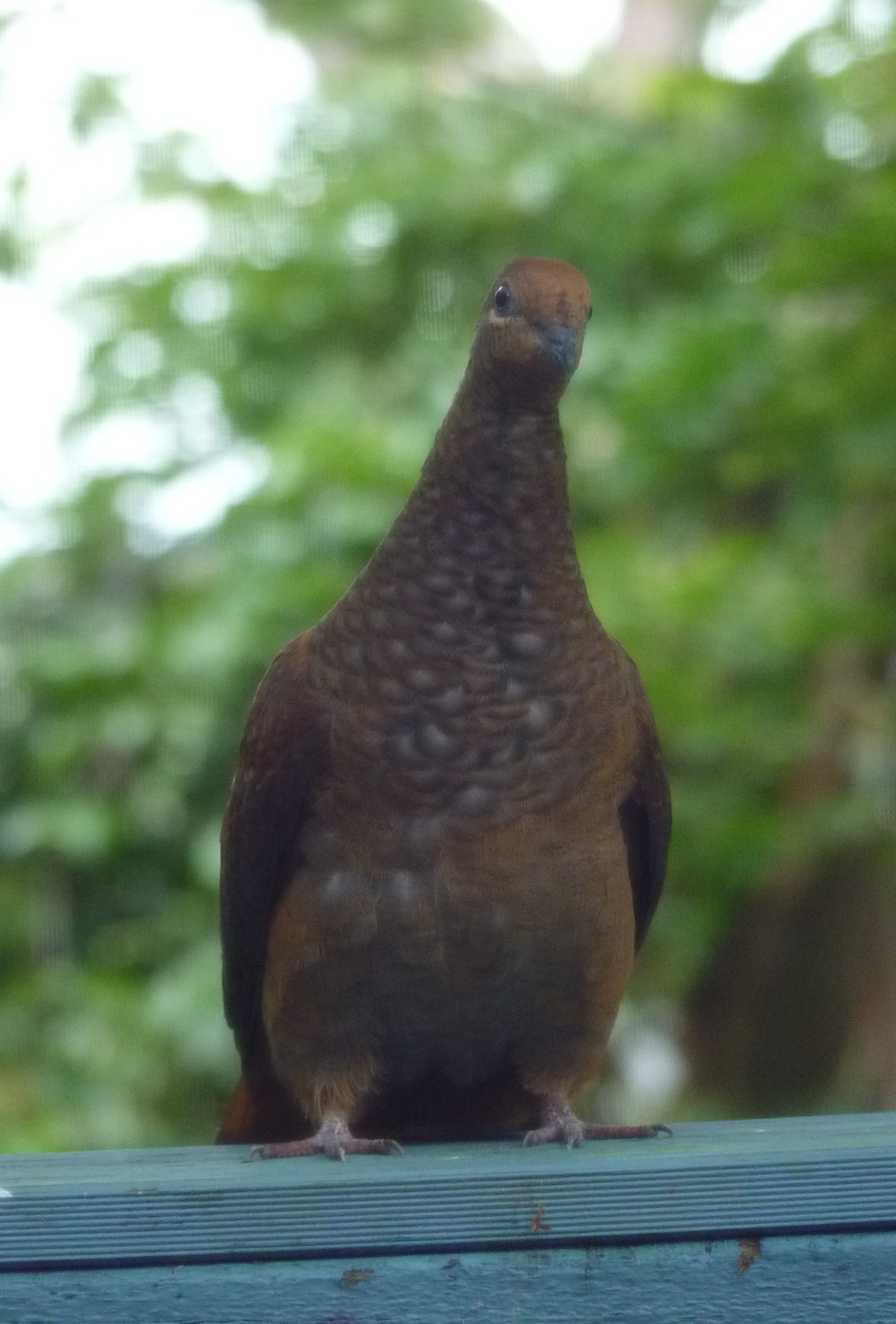 brown cuckoo dove curious facing crop | Berowra backyard