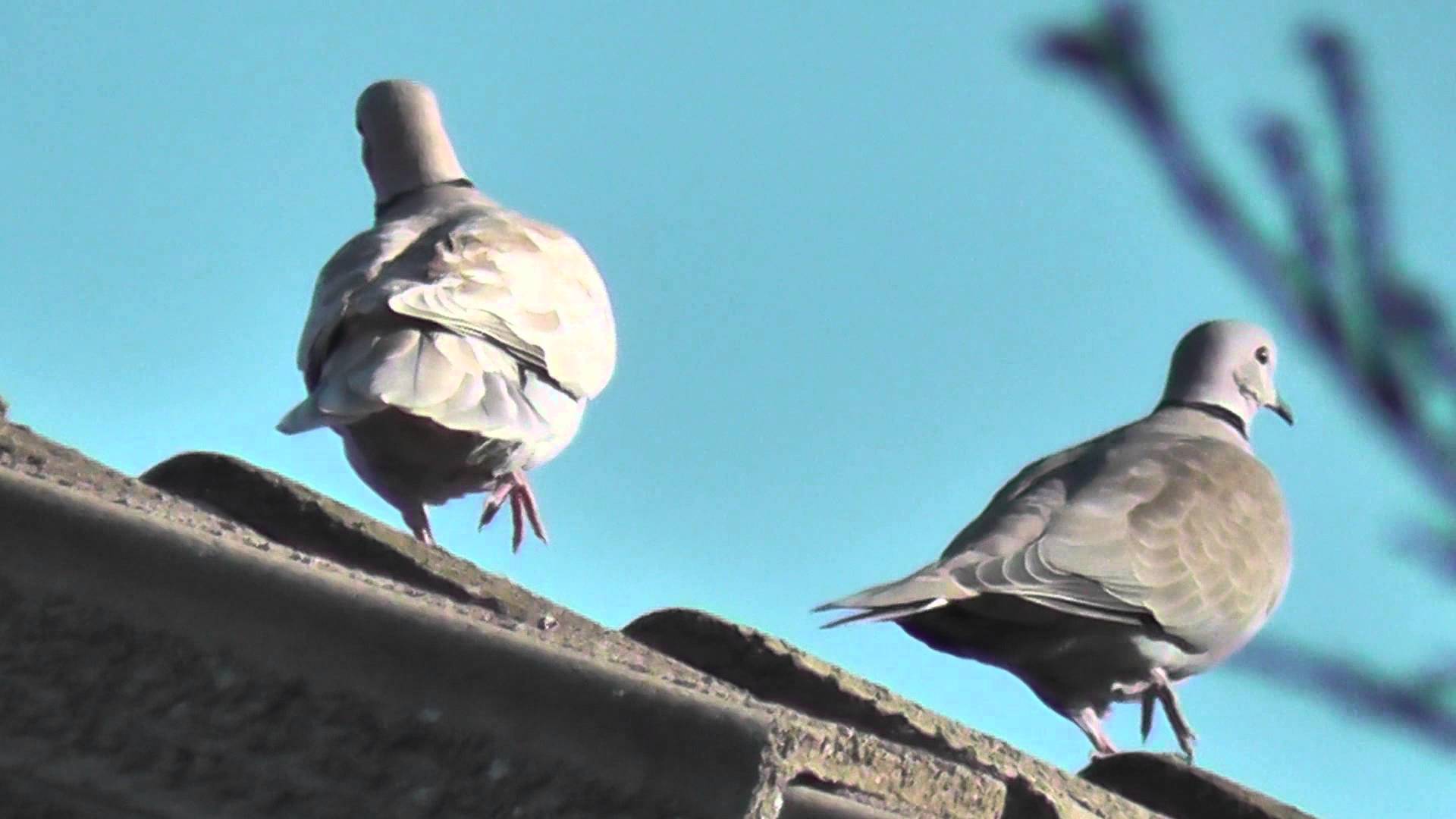 HD Flock of Doves on the Roof Cute Family of Birds Curious 1080p ...