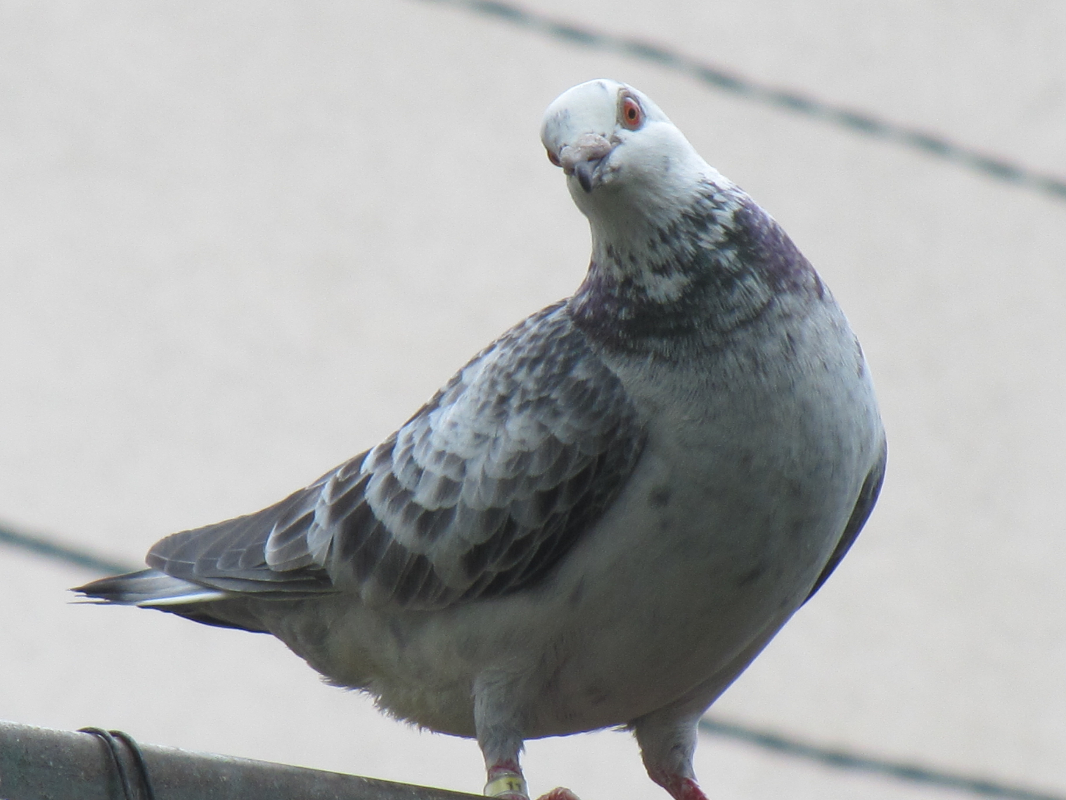 Curious dove, Animal, Bird, Curious, Dove, HQ Photo