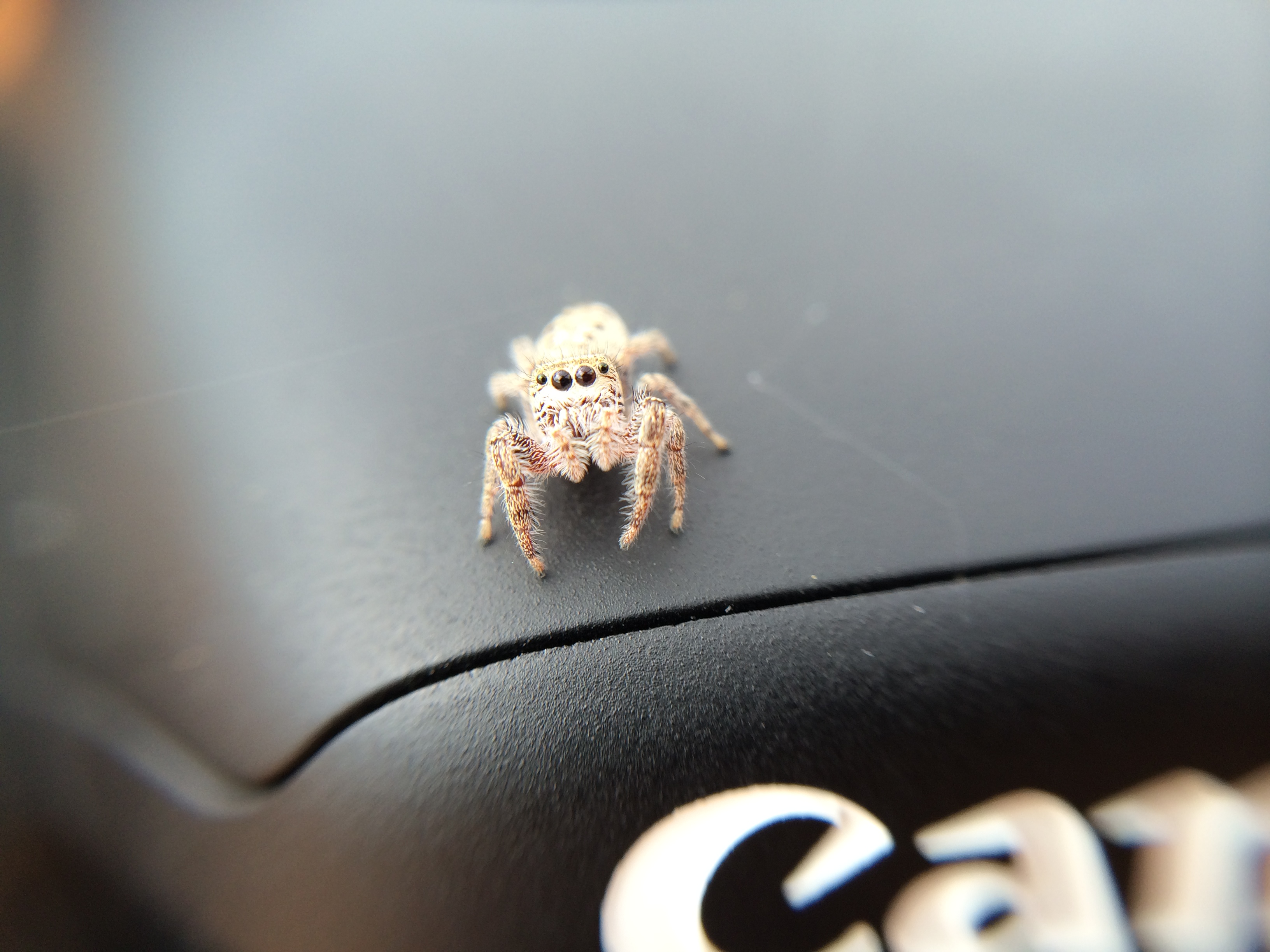 Jumping Spider is Curious of my Cameras in Manitoba Canada [OC ...