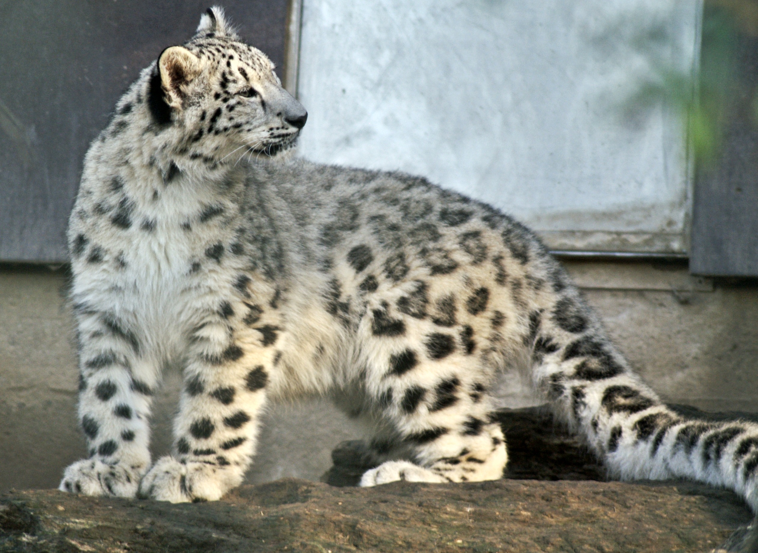 File:Curious Snow leopard.jpg - Wikimedia Commons