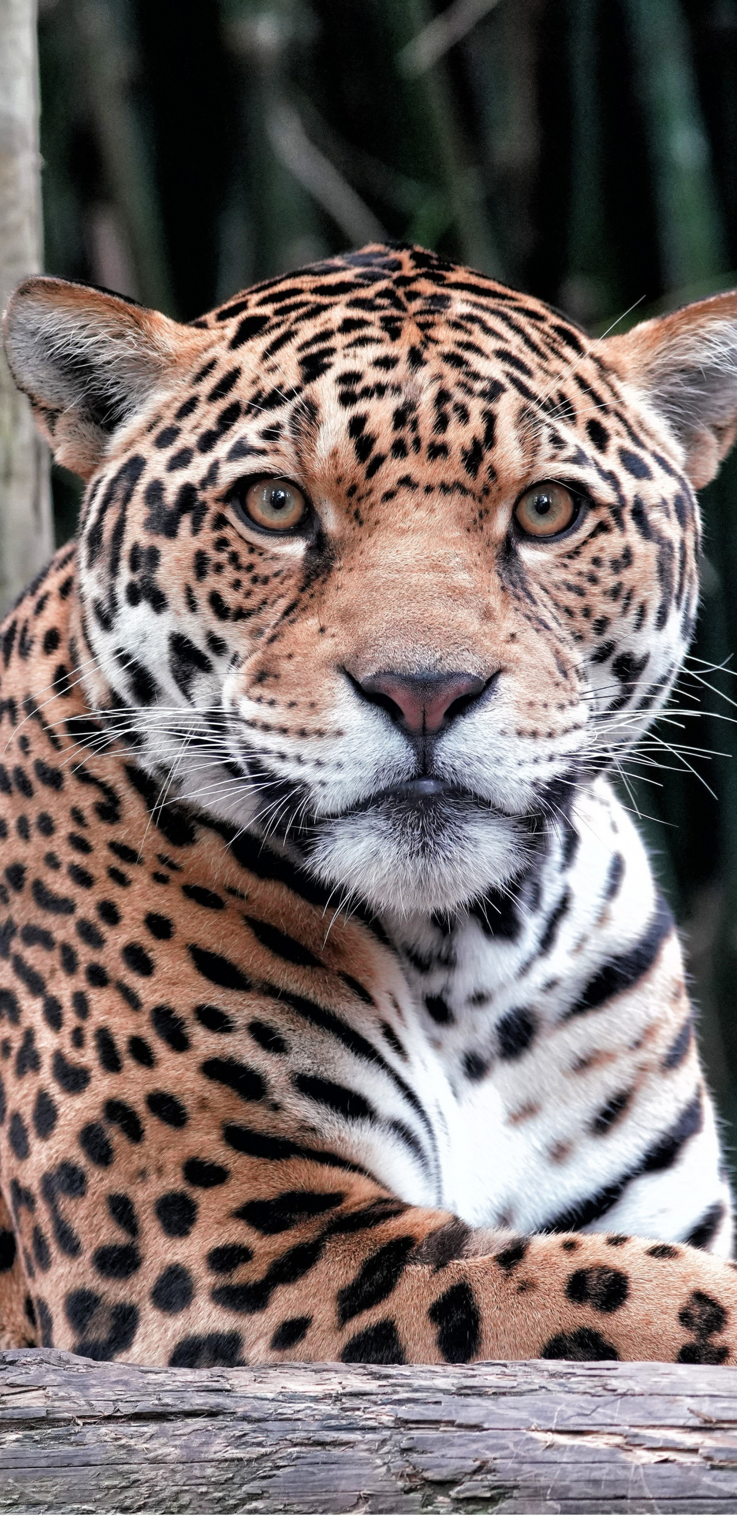 Download 1440x2960 wallpaper wildlife, curious, leopard, samsung ...