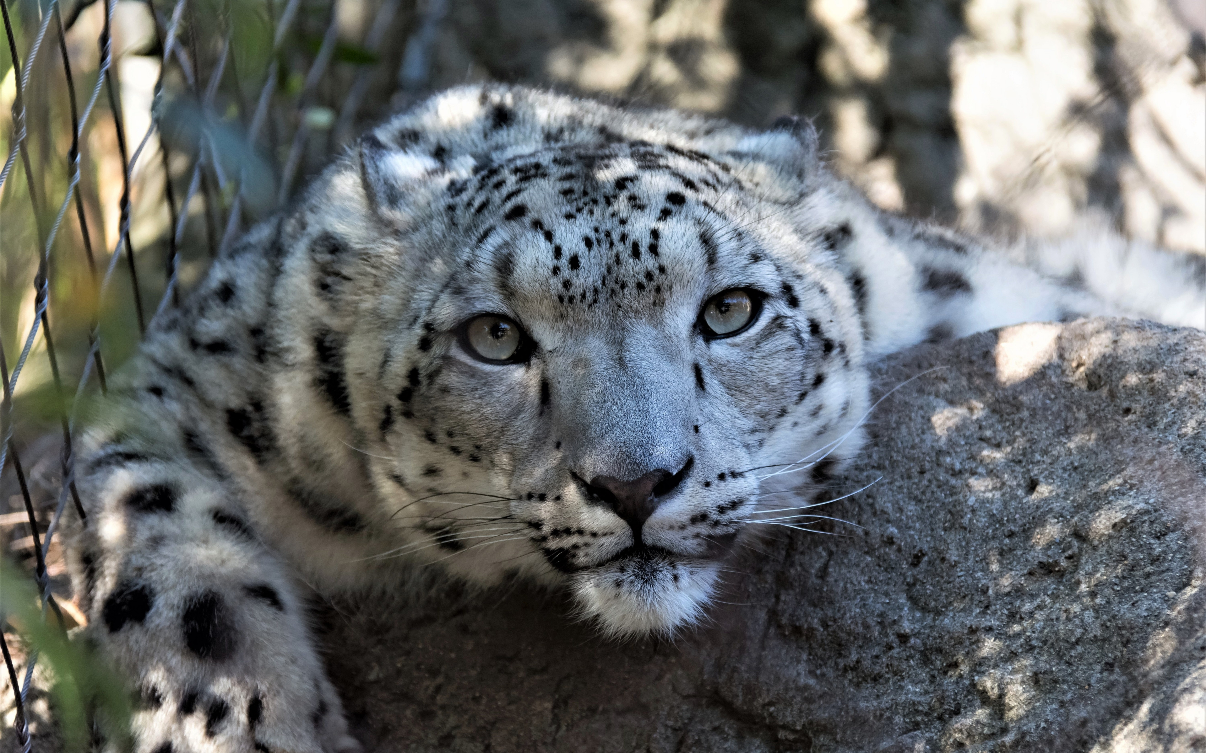 Download 3840x2400 wallpaper snow leopard, muzzle, curious, wildlife ...