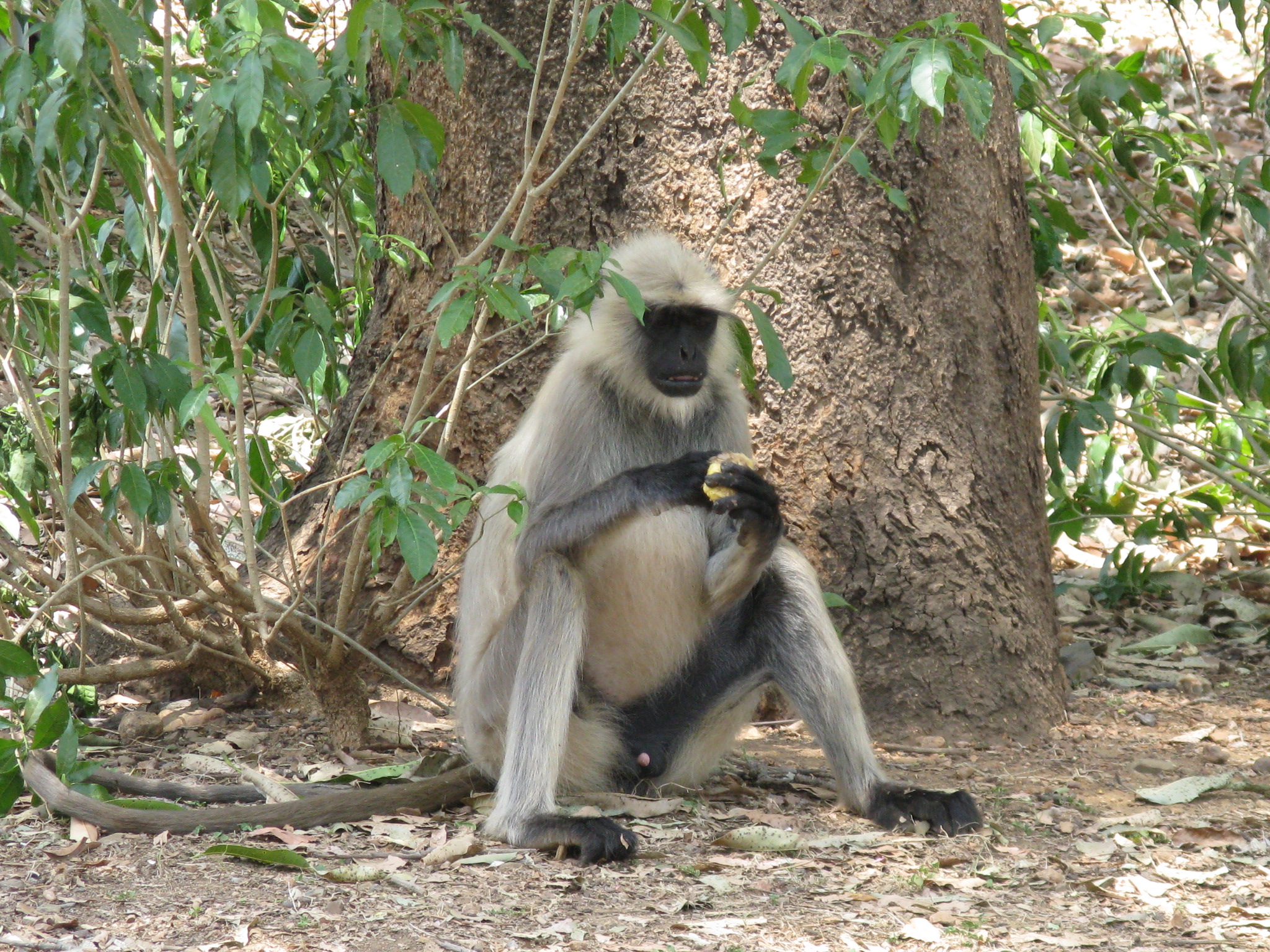 Curious monkey photo