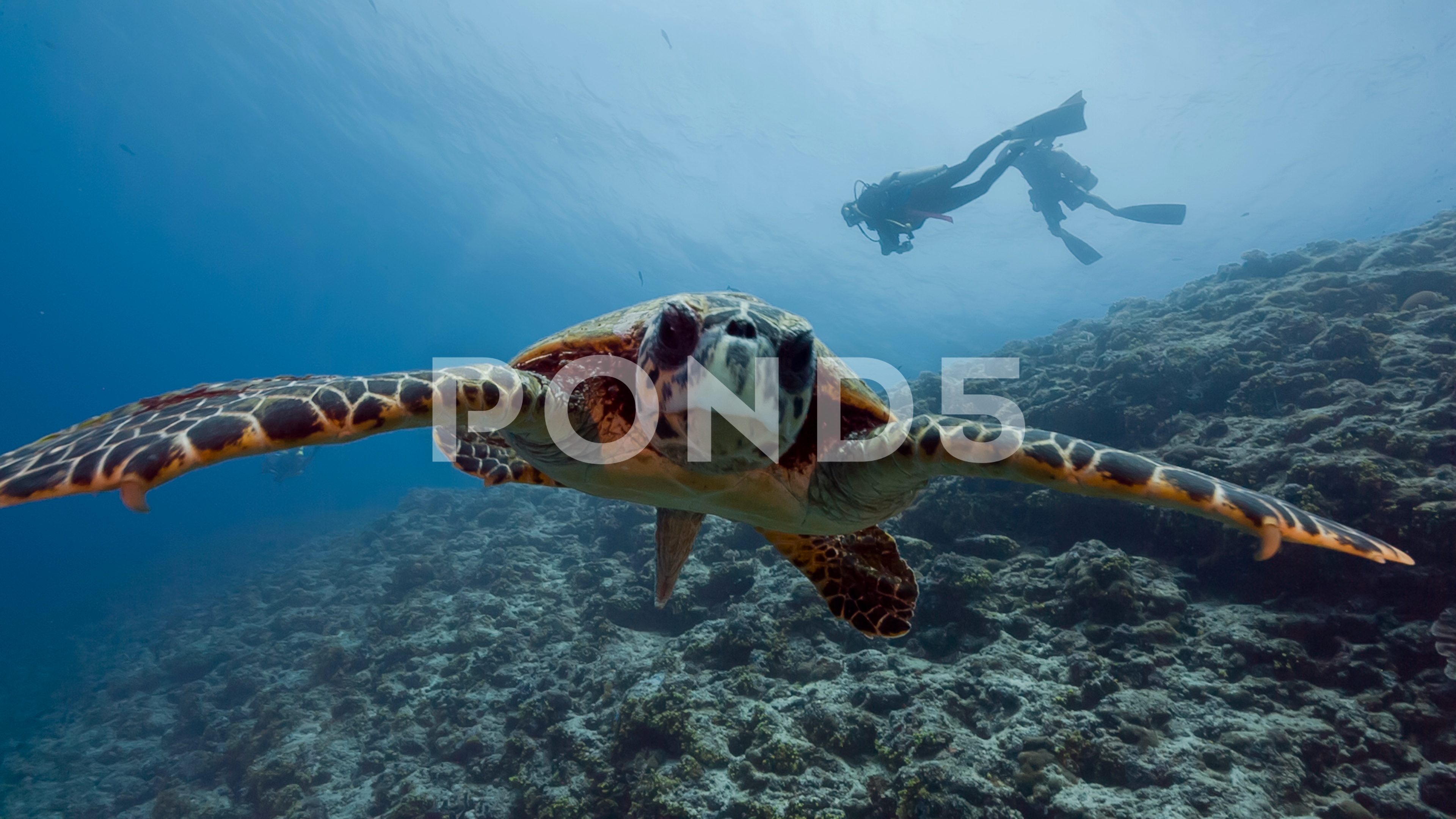 Stock Video: Curious Turtle Underwater ~ #73860674 | Pond5