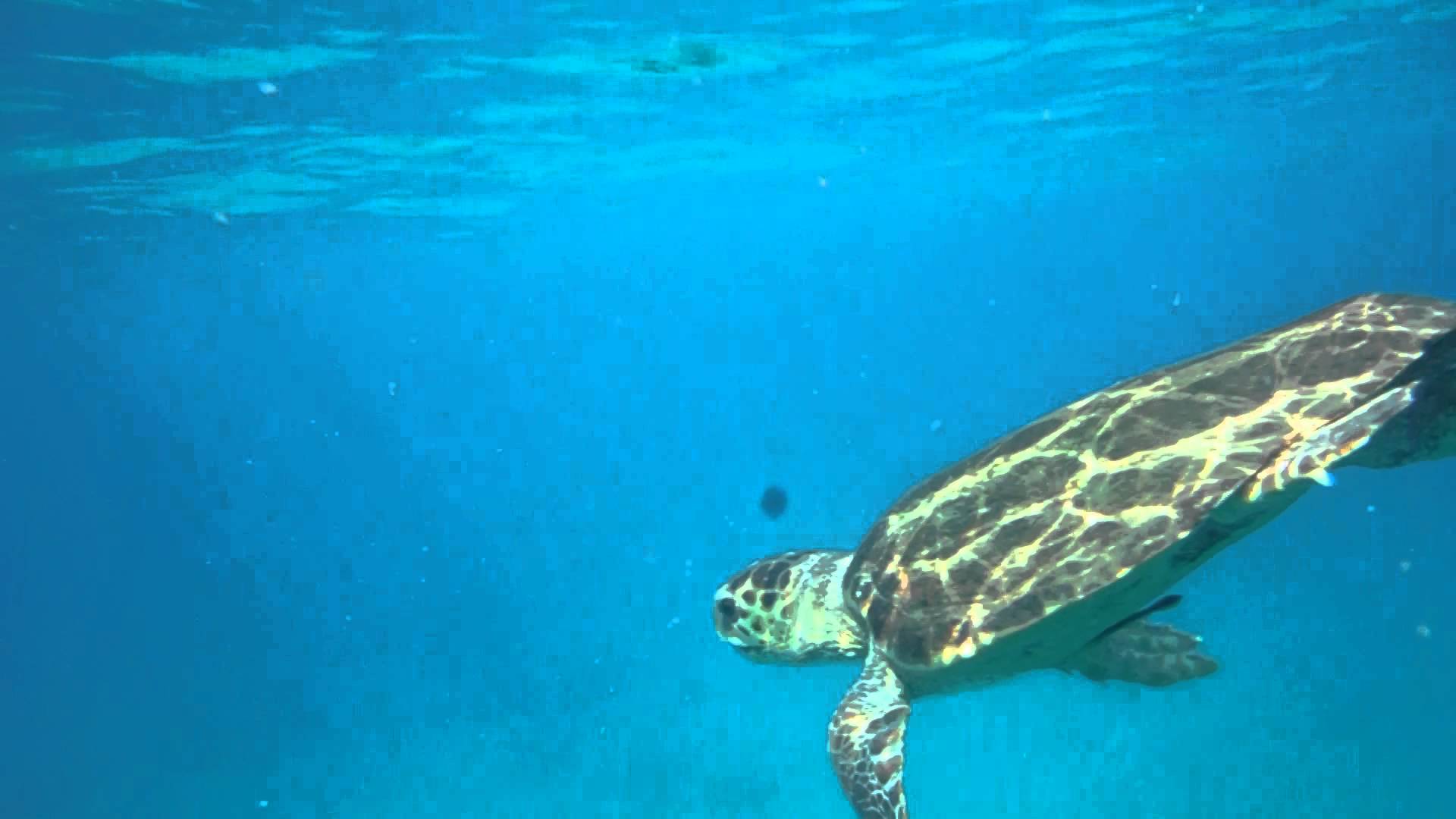 Morning swim with curious turtle in Bat Galim - YouTube