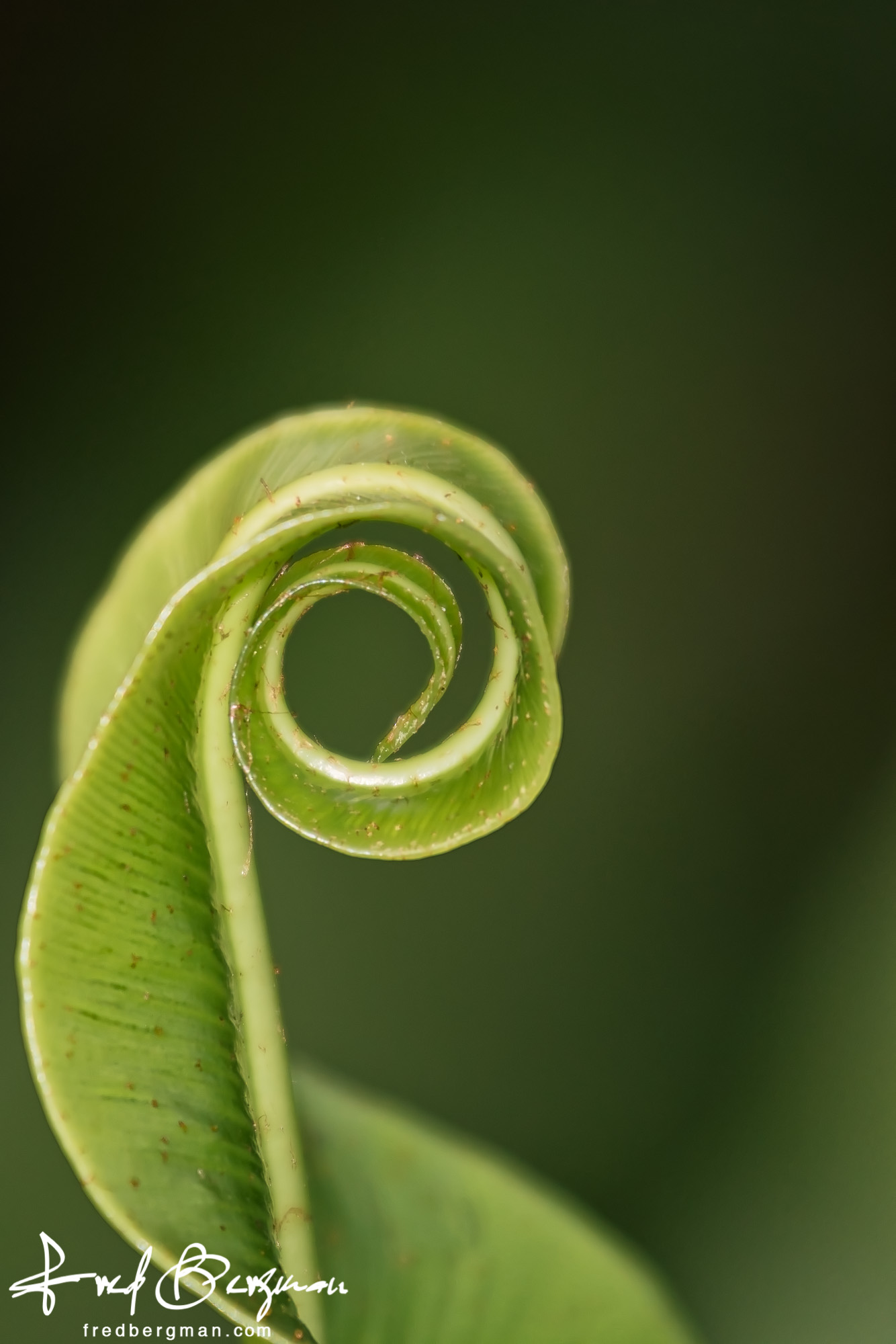 Curled Leaf | Fred Bergman Photography