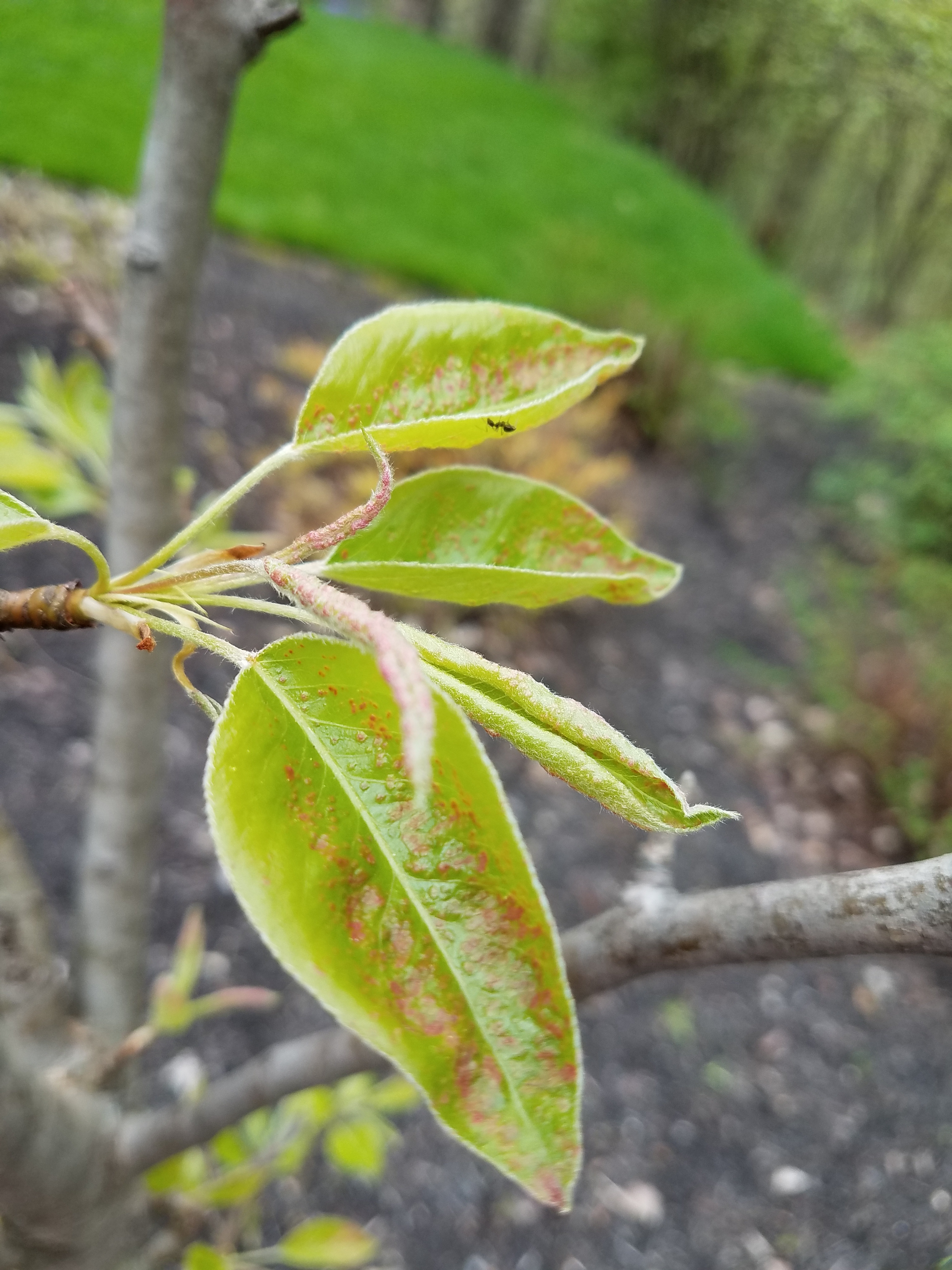 Pear tree - red splotchy, curled leaves - Ask an Expert