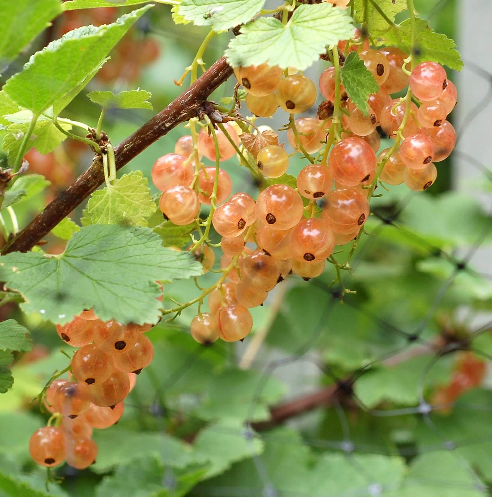 Currant – Pink Champagne – Urban Seedling