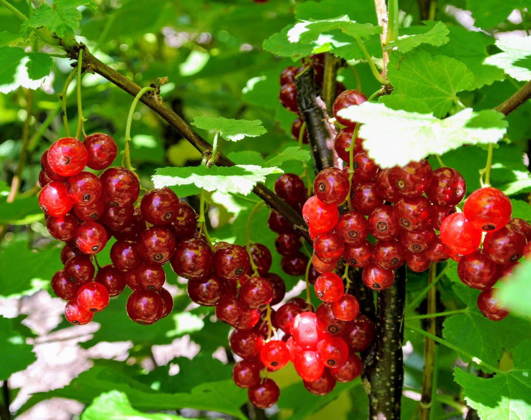 The meaning and symbolism of the word - «Currants»